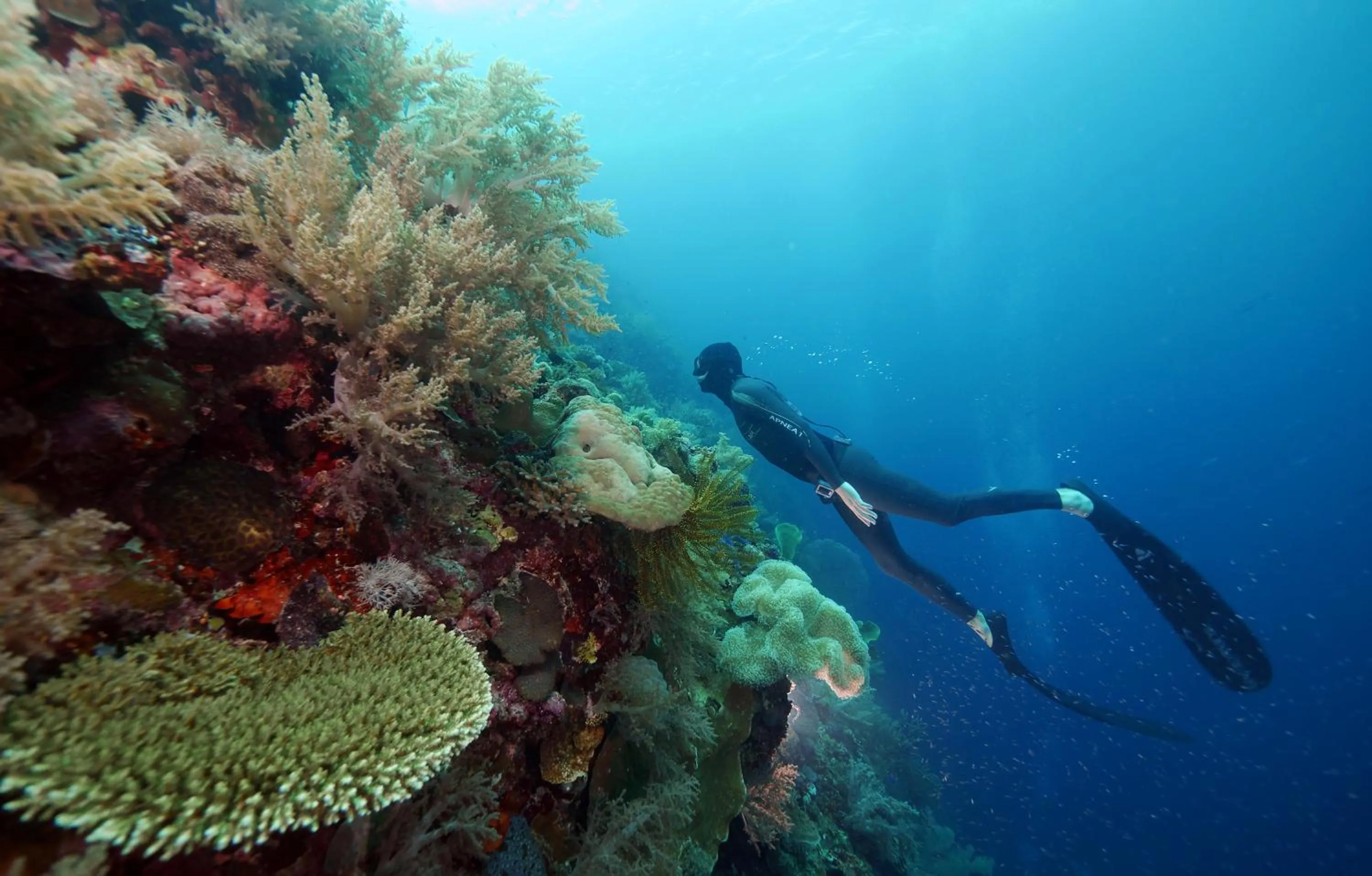 Property building in Cabilao Sanctuary Beach & Dive Resort