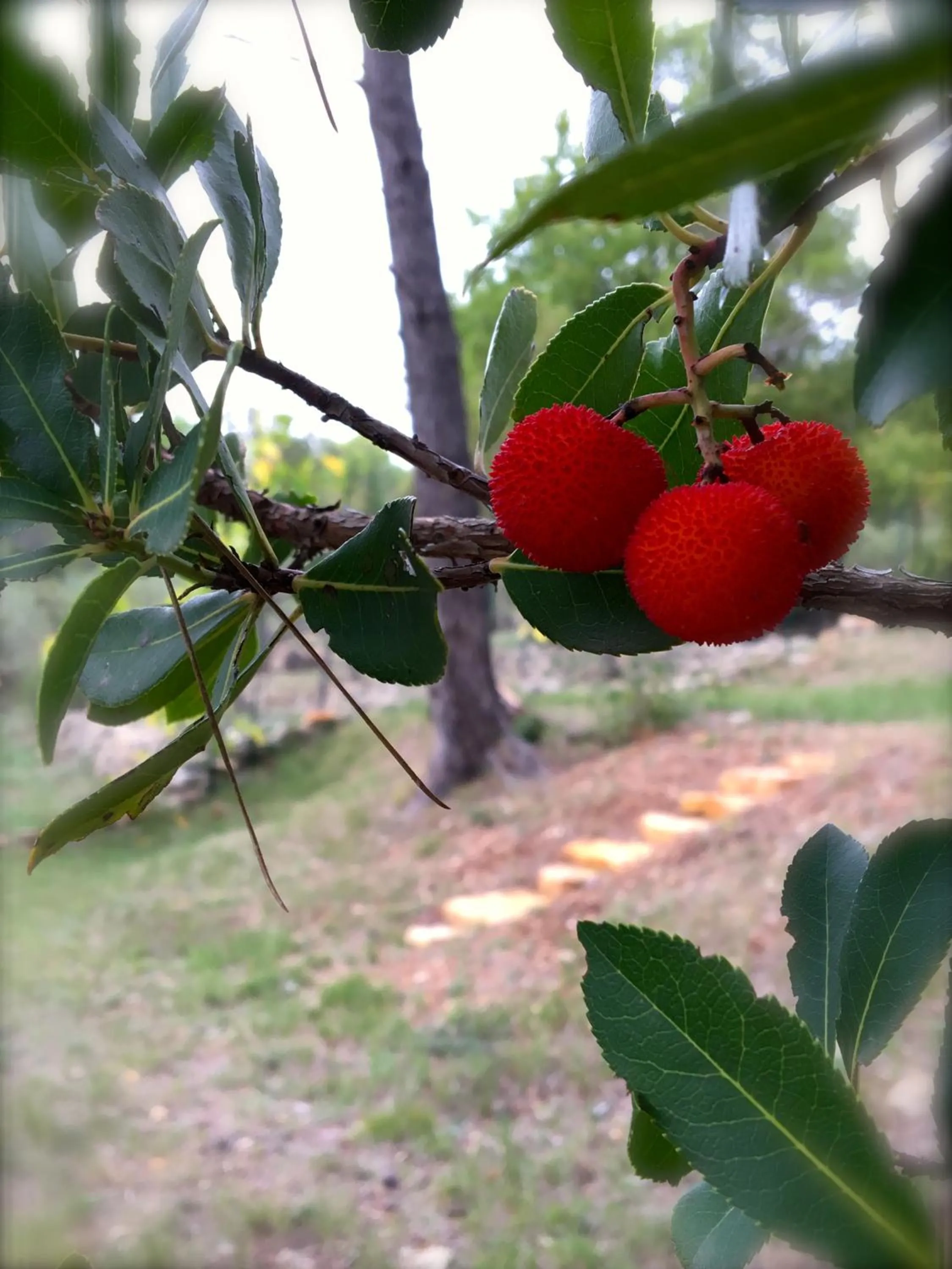 Garden in La Villa aux Oliviers