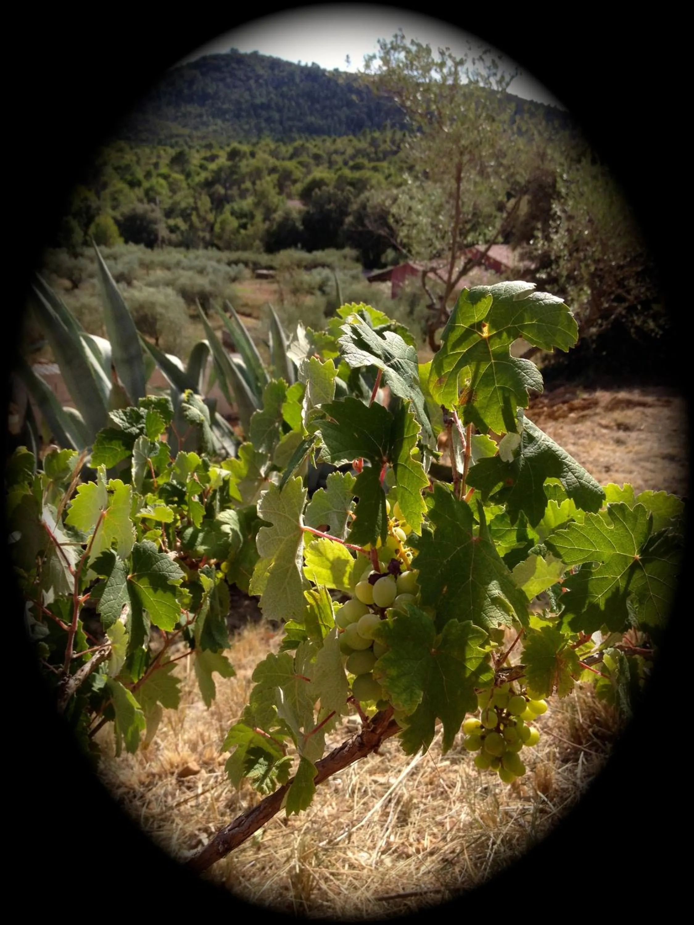 Other in La Villa aux Oliviers
