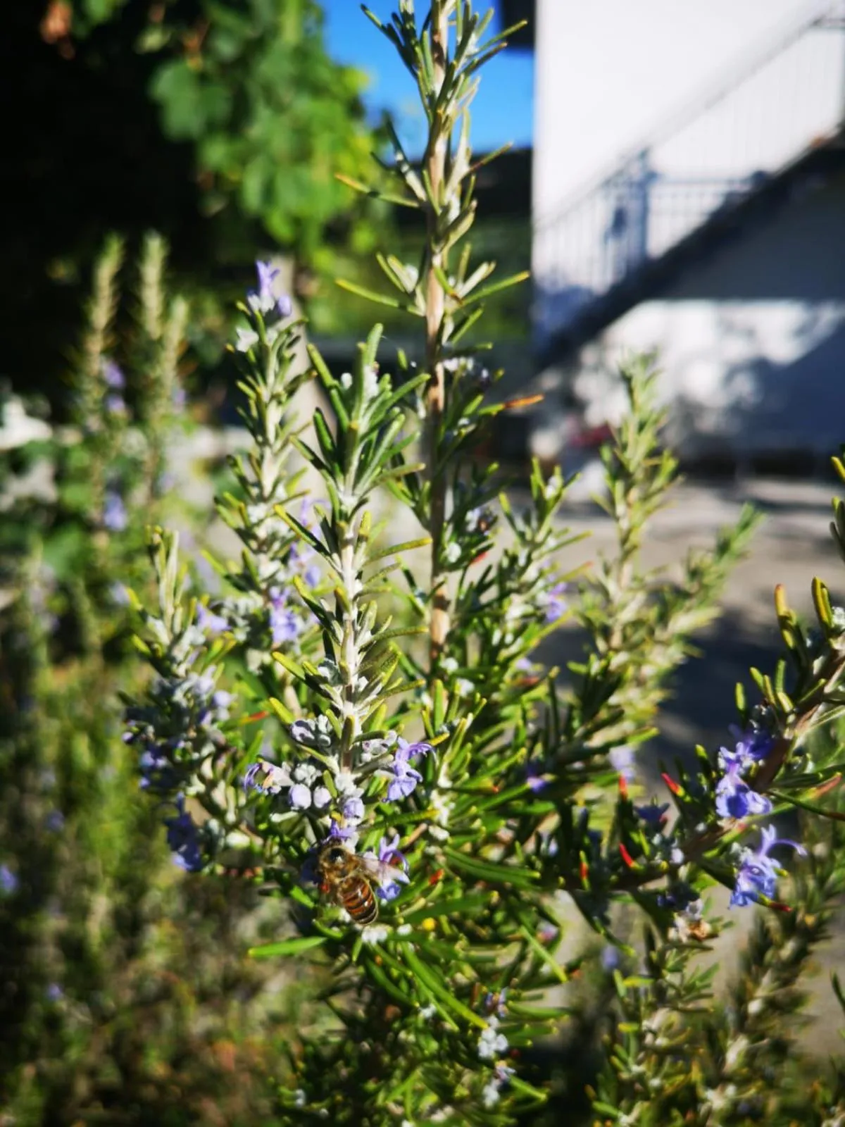 Other in Nonna Piera