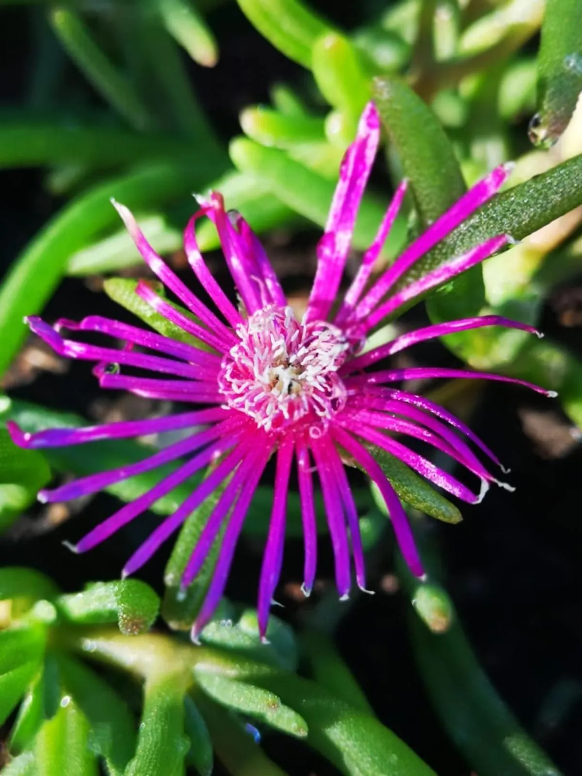 Other in Nonna Piera