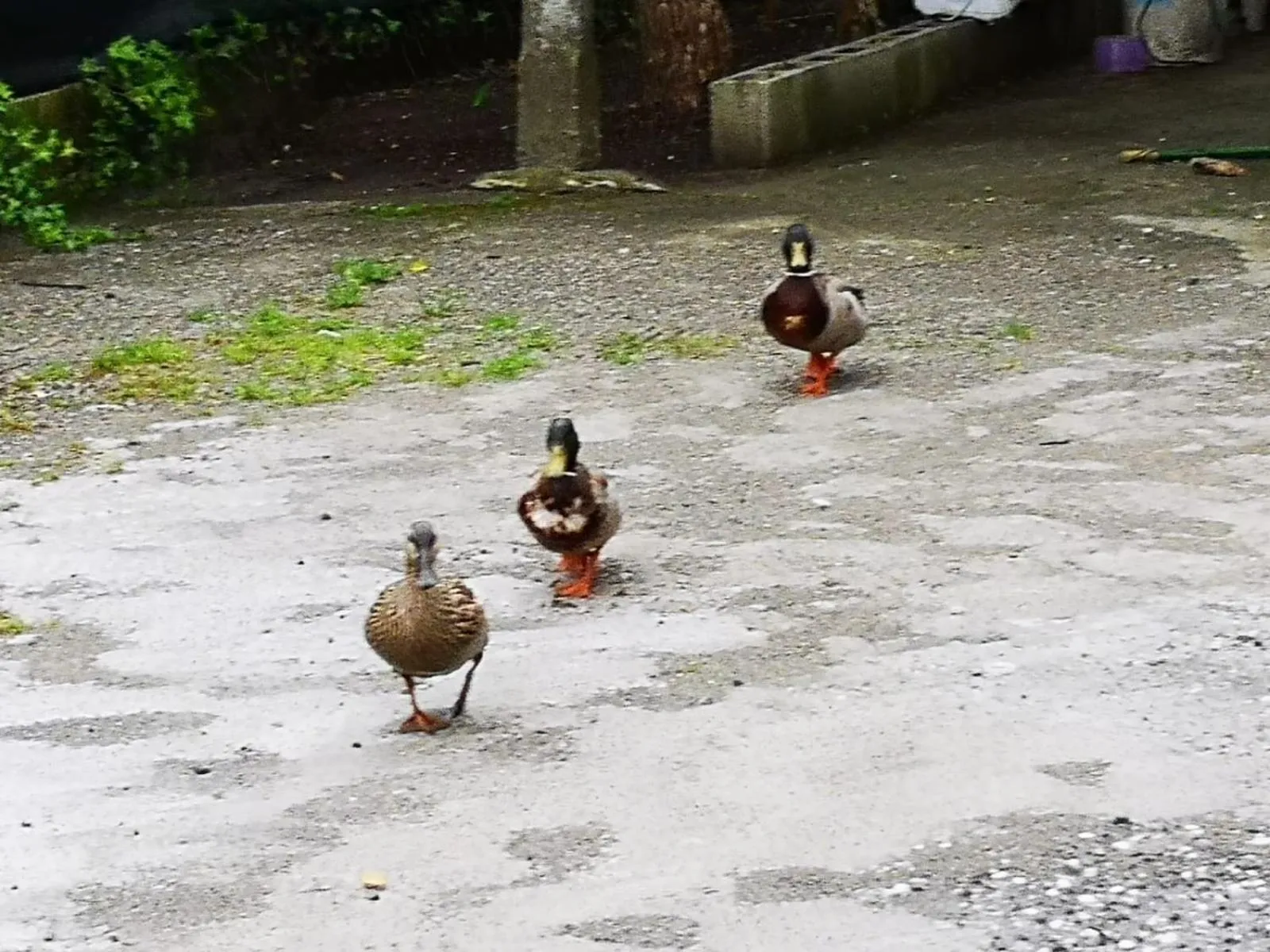 Animals in Nonna Piera