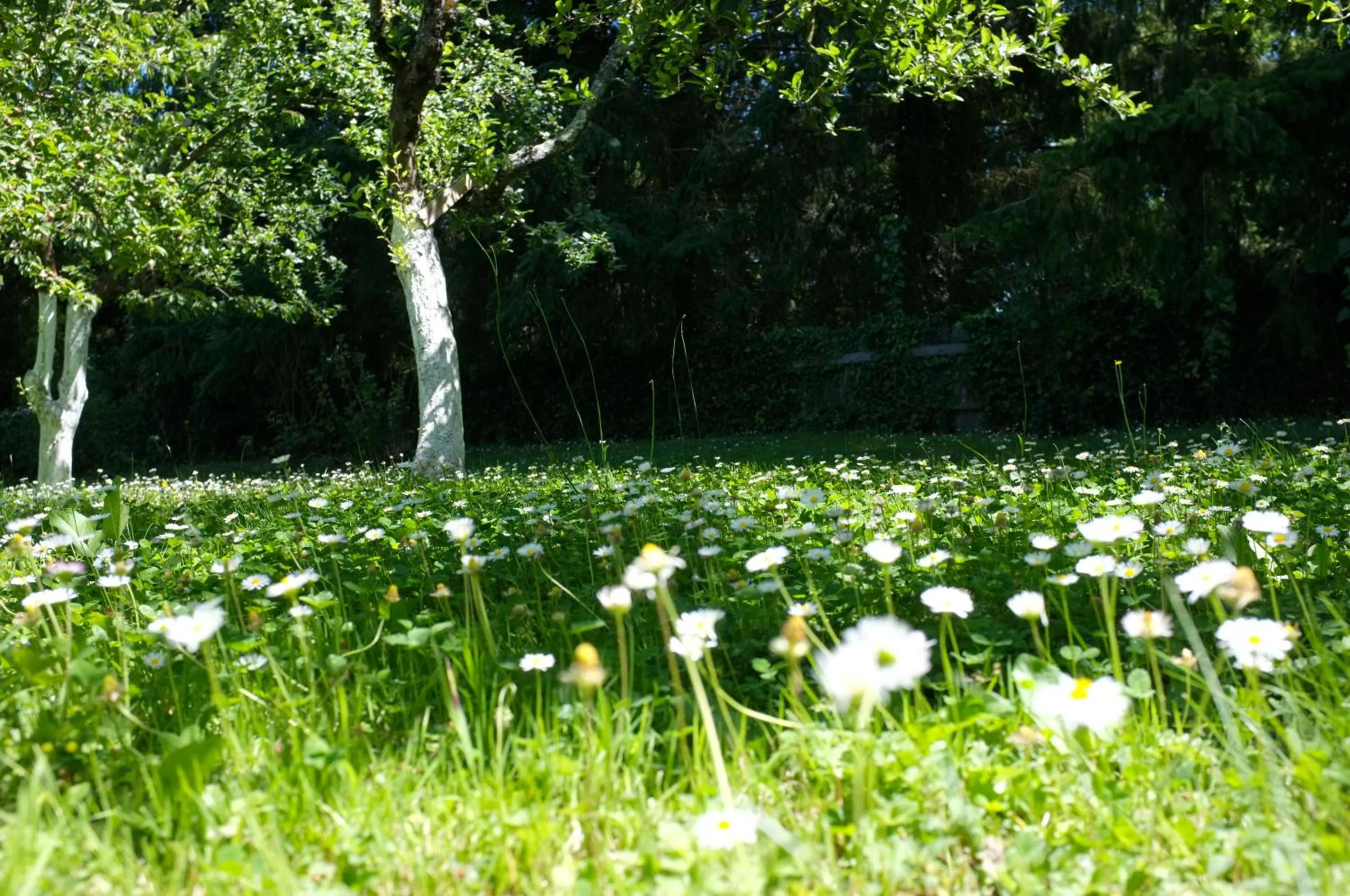 Garden in Cottage du Manoir de Trégaray