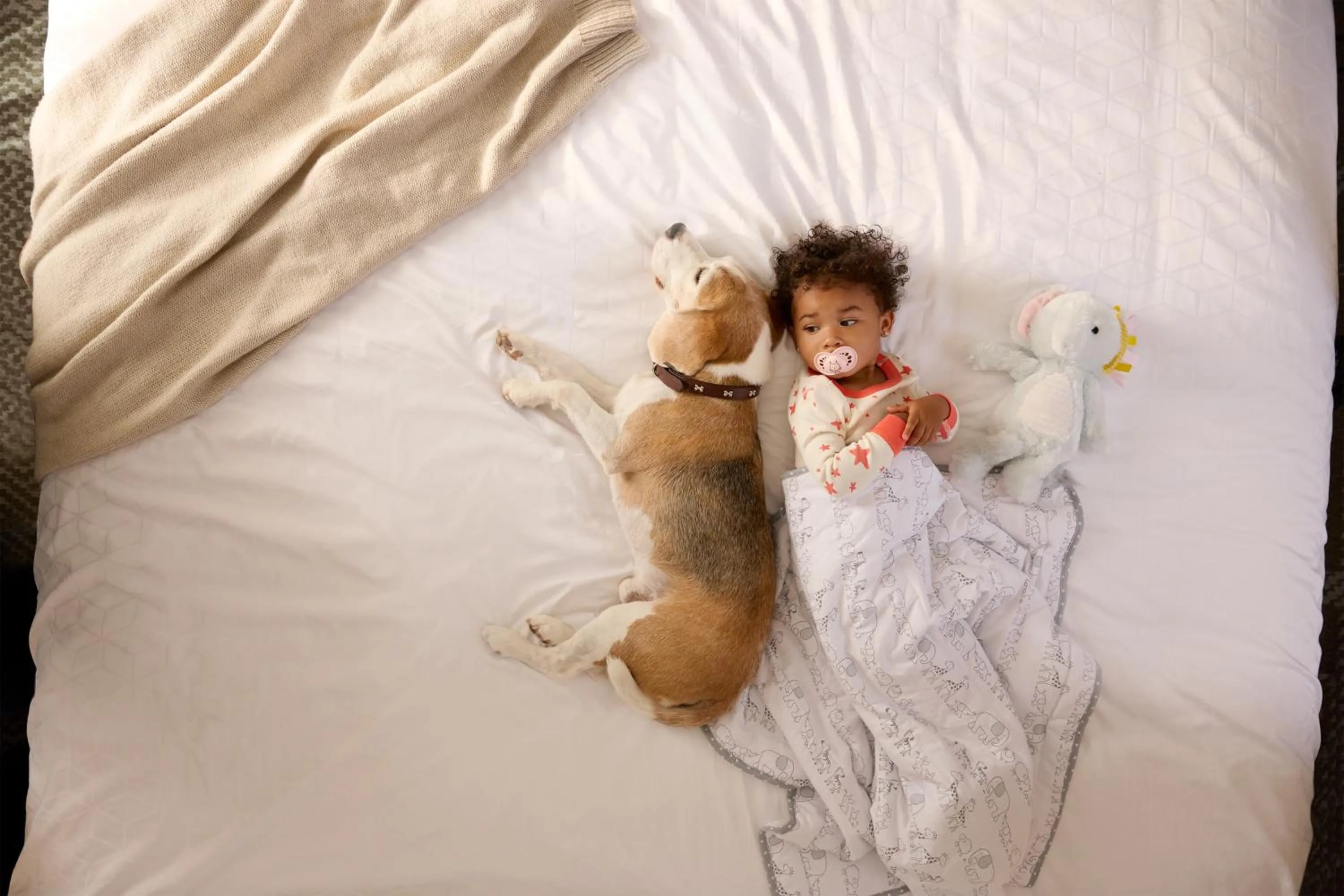 pet friendly, Bed in Candlewood Suites - Queretaro Juriquilla by IHG