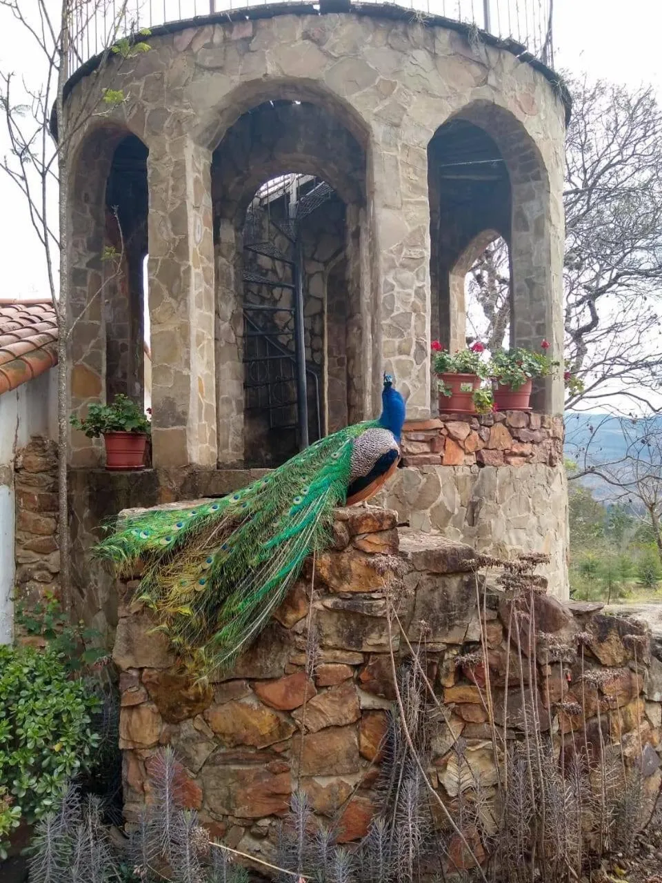 Animals in El Pueblito Hotel Boutique