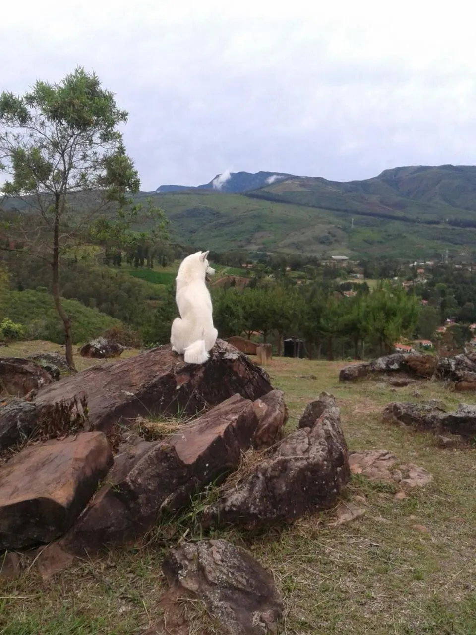 Pets in El Pueblito Hotel Boutique