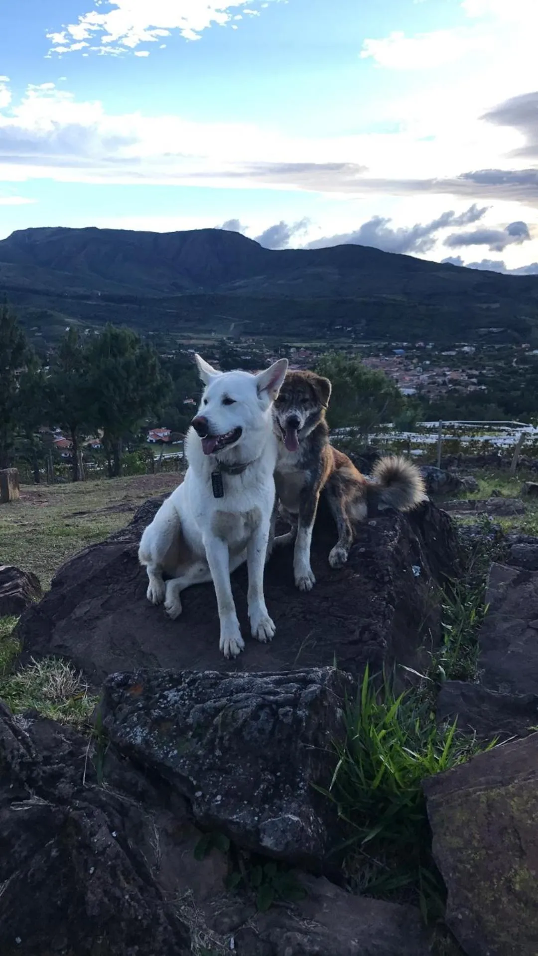 Pets in El Pueblito Hotel Boutique