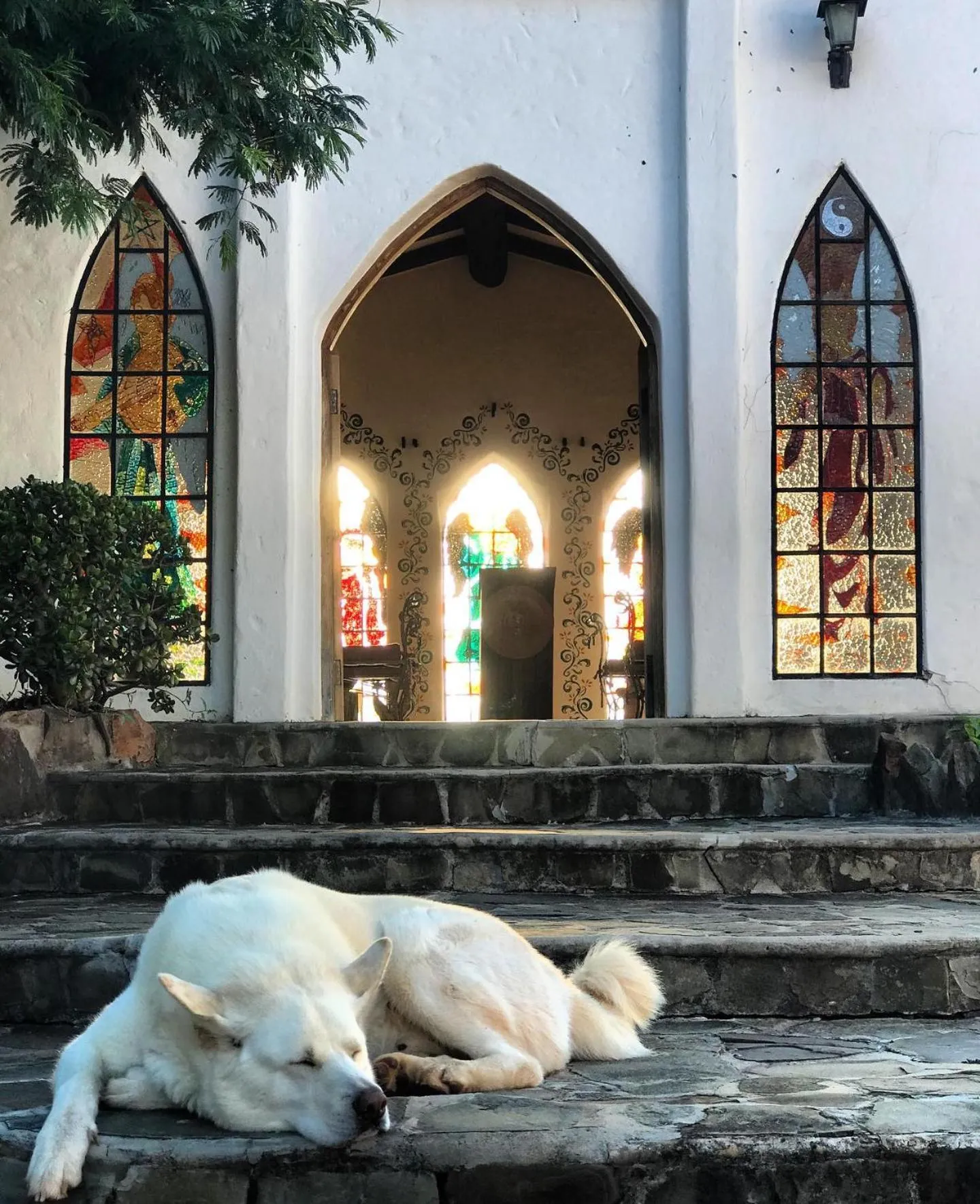 Pets in El Pueblito Hotel Boutique