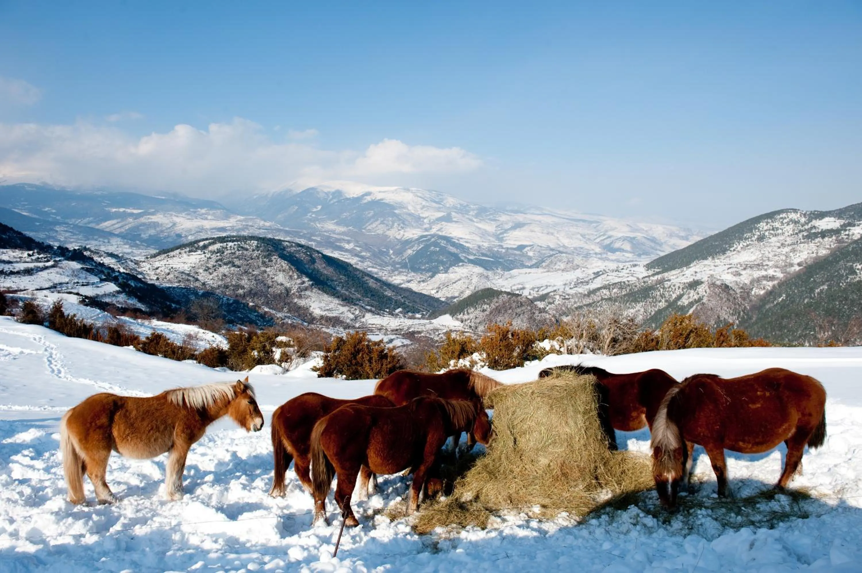Animals in Hotel Esquirol