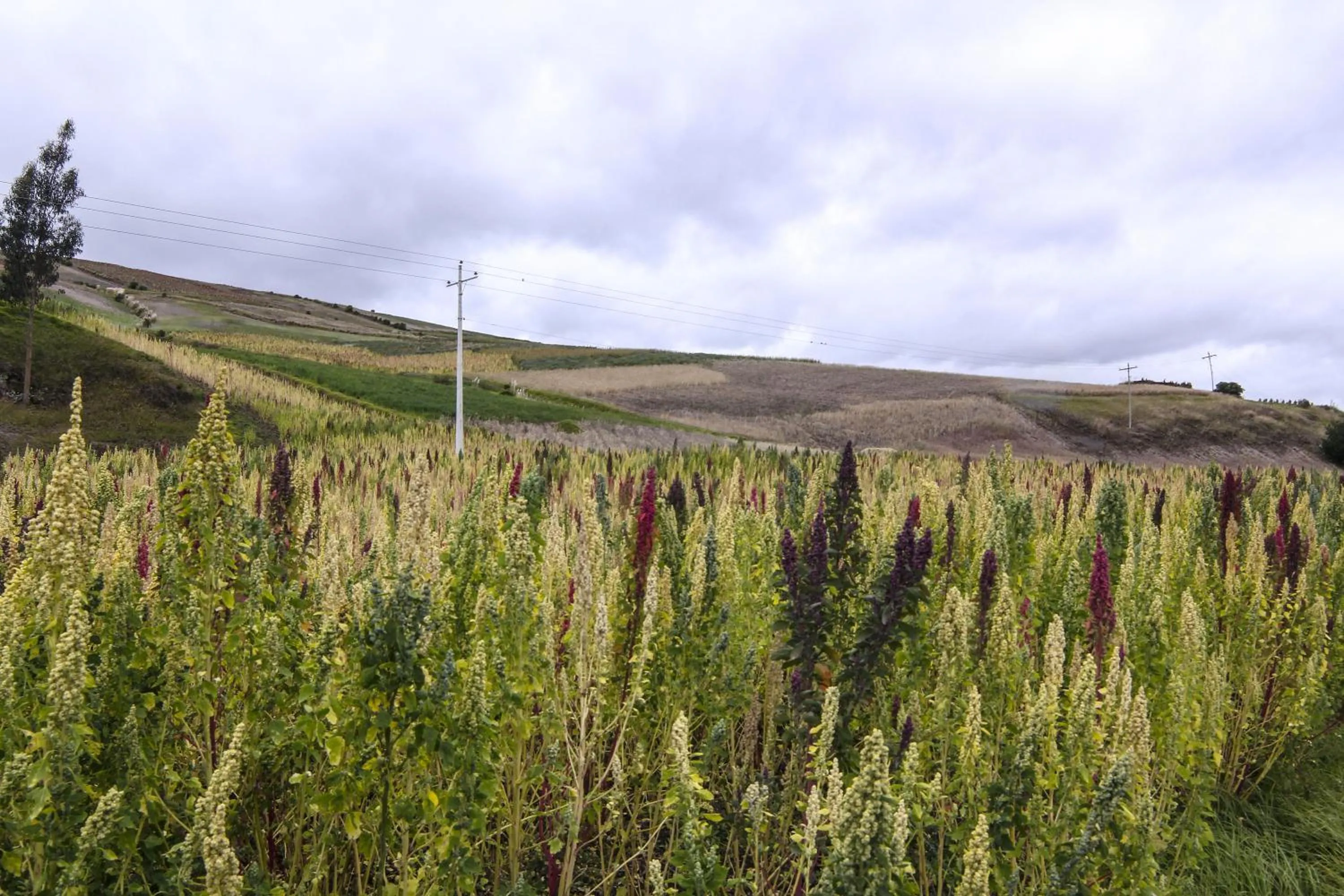 Natural landscape in Inti Sisa Art Guesthouse