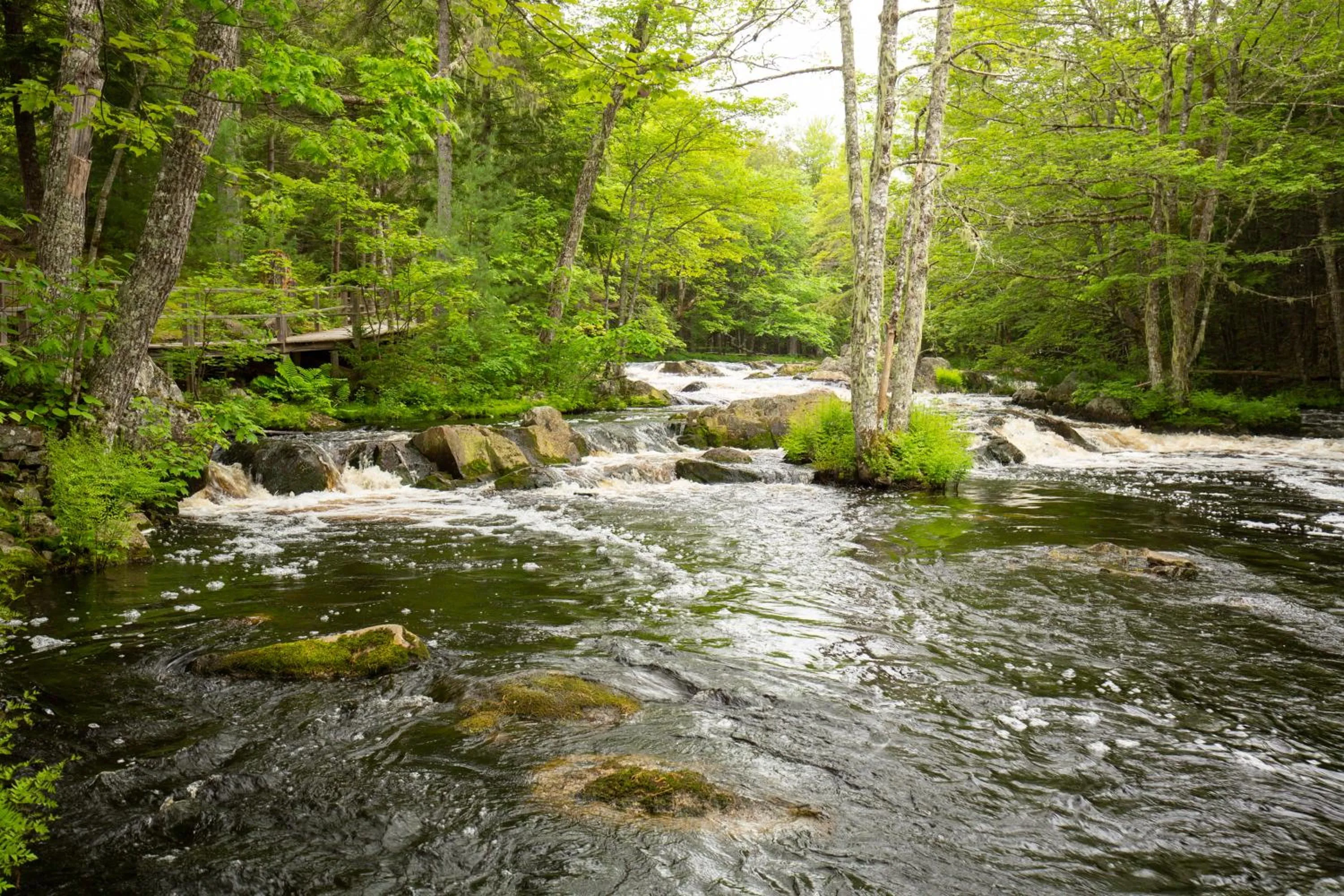 River view in Mersey River Chalets a nature retreat