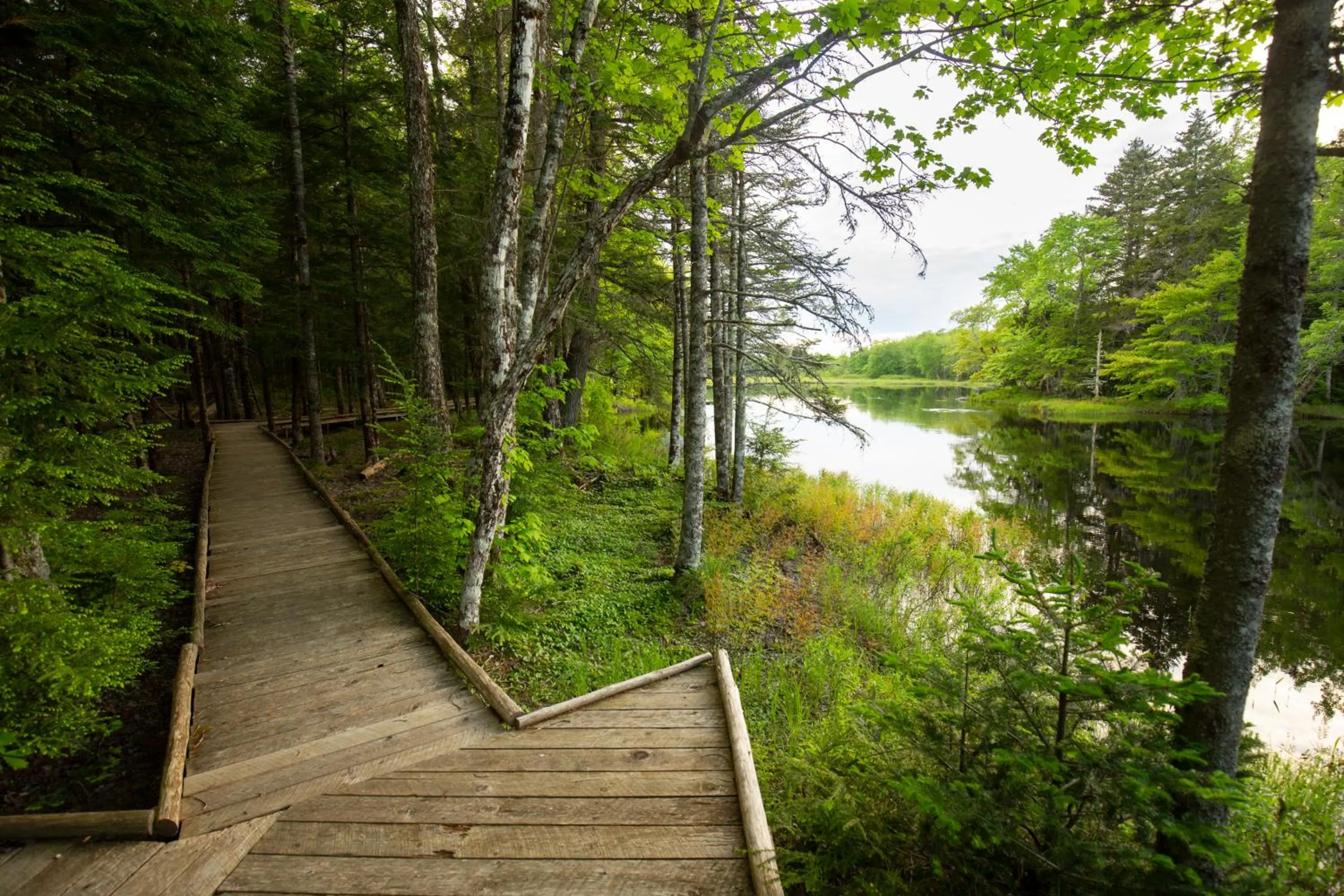 Natural landscape in Mersey River Chalets a nature retreat