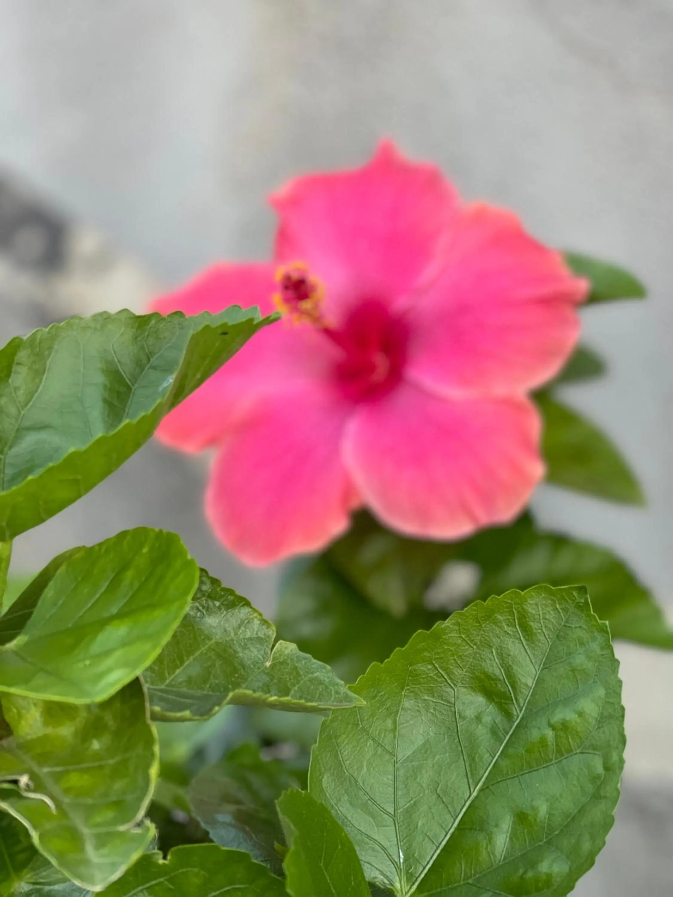 Garden in Oasi del Lago