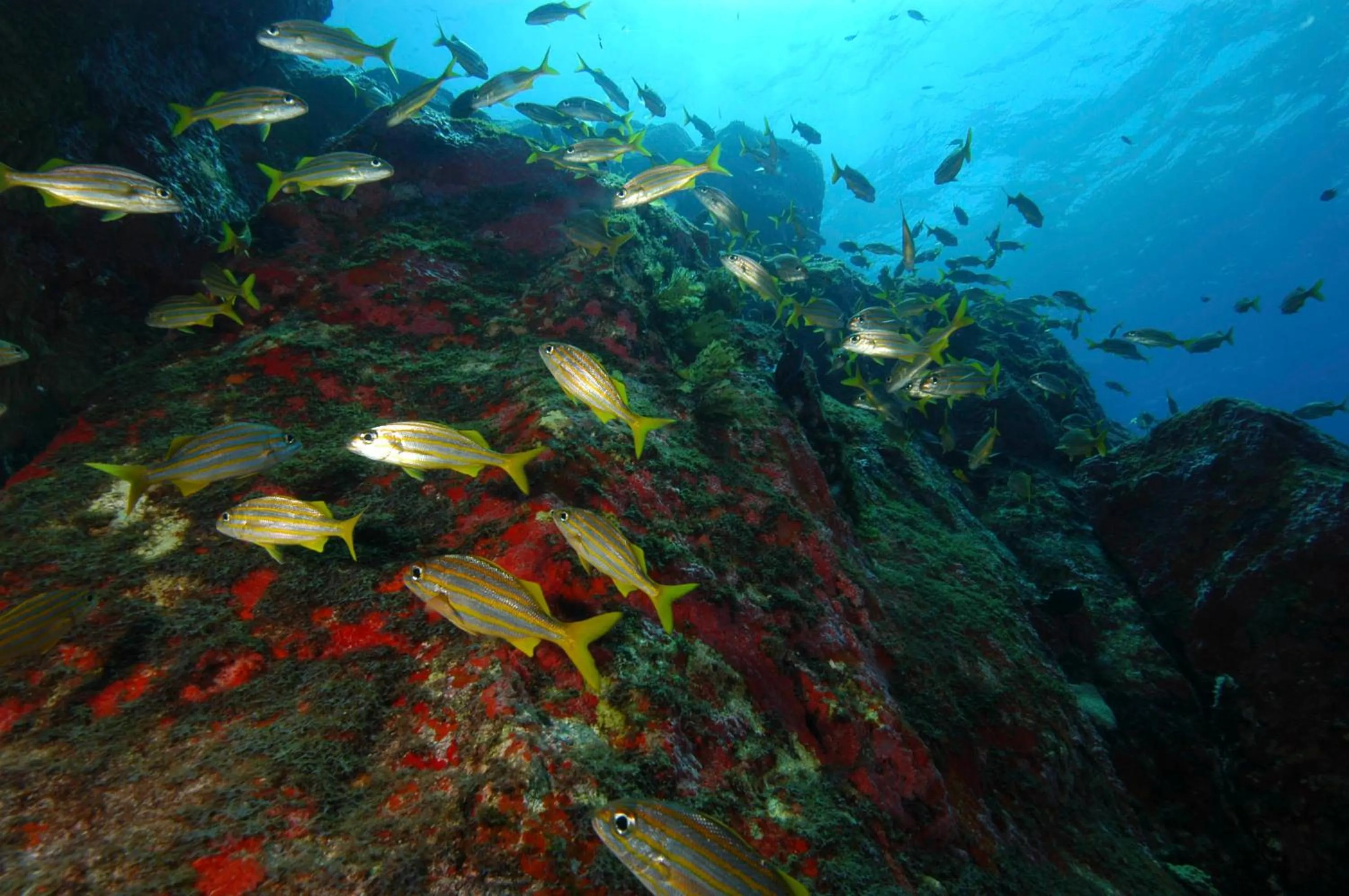 Diving in Pousada Boldró Home