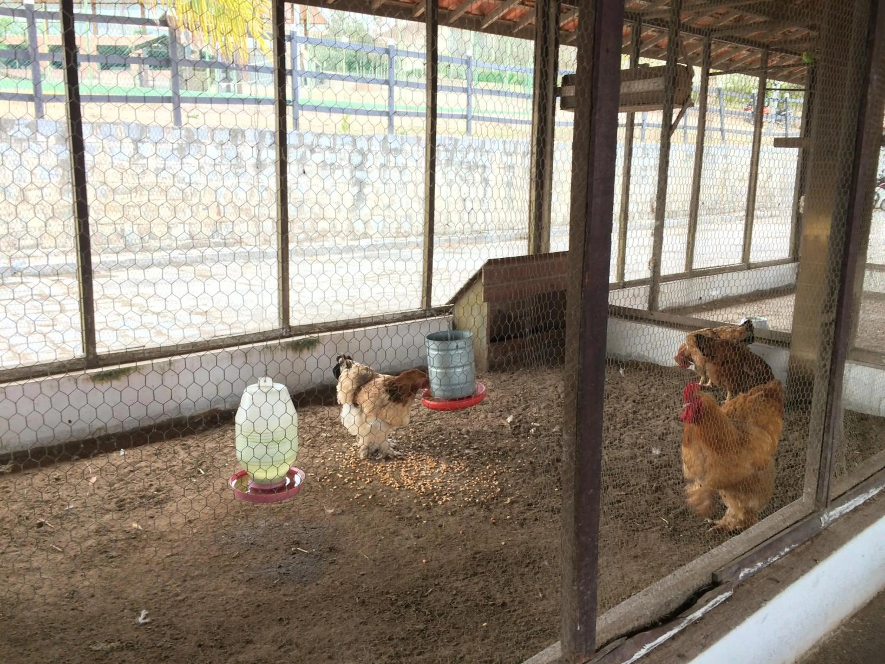 Animals in Monte Castelo Gravatá - Flat