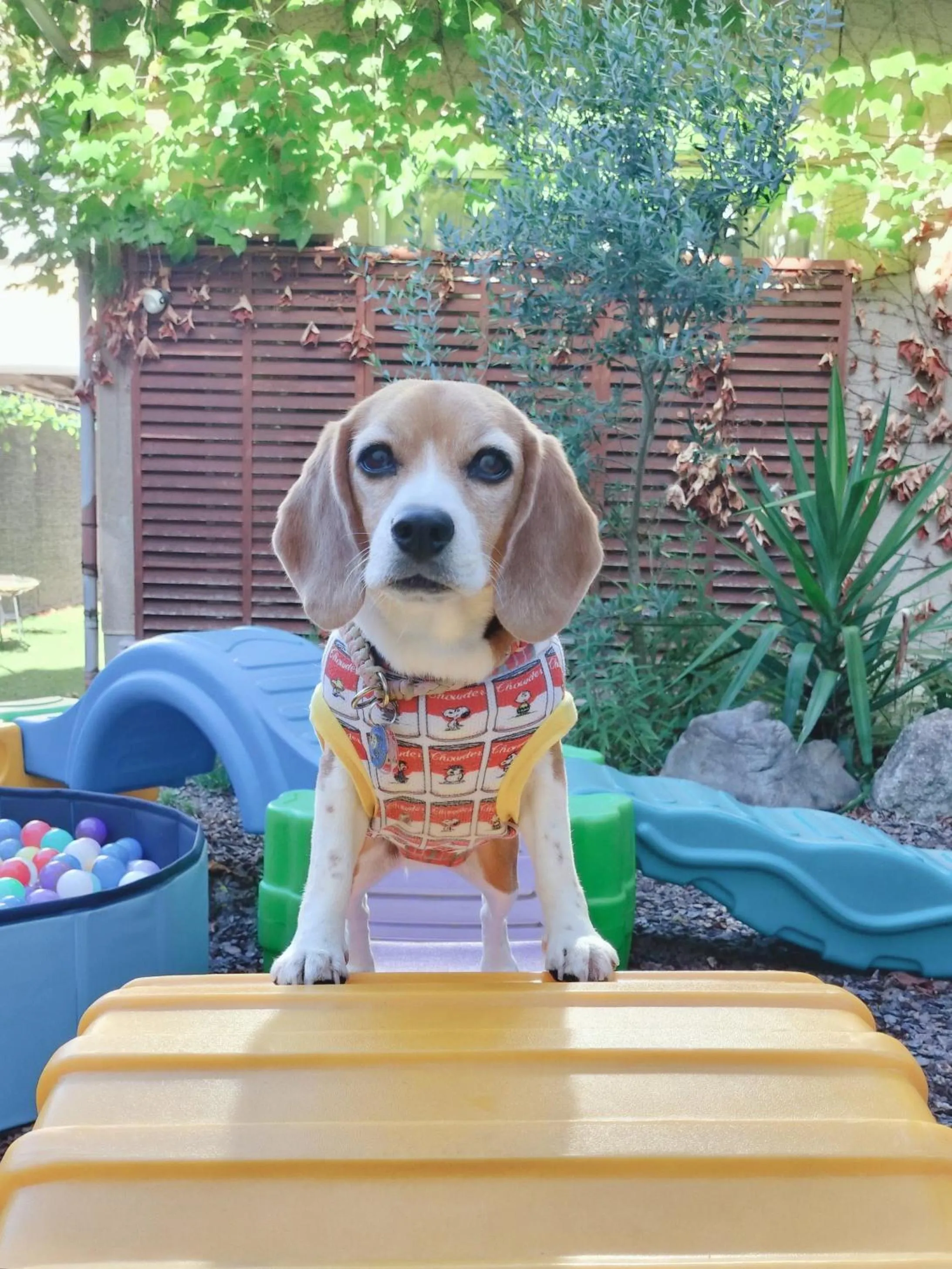 pet friendly in Kasuian