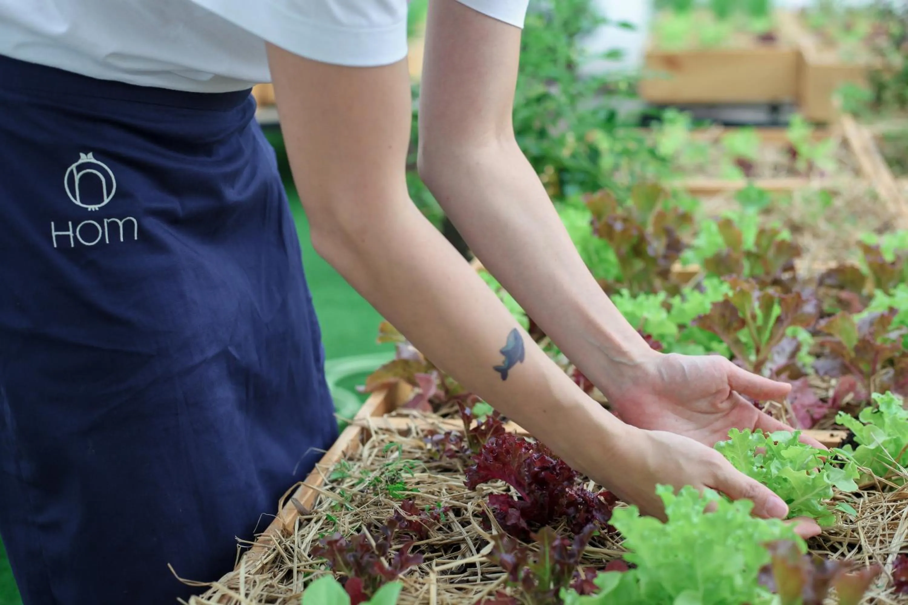 Garden in Hom Hostel & Cooking Club