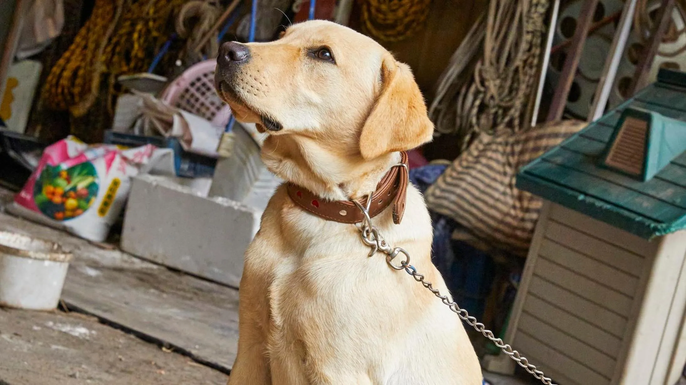 Animals in Tengu Onsen Asama Sanso