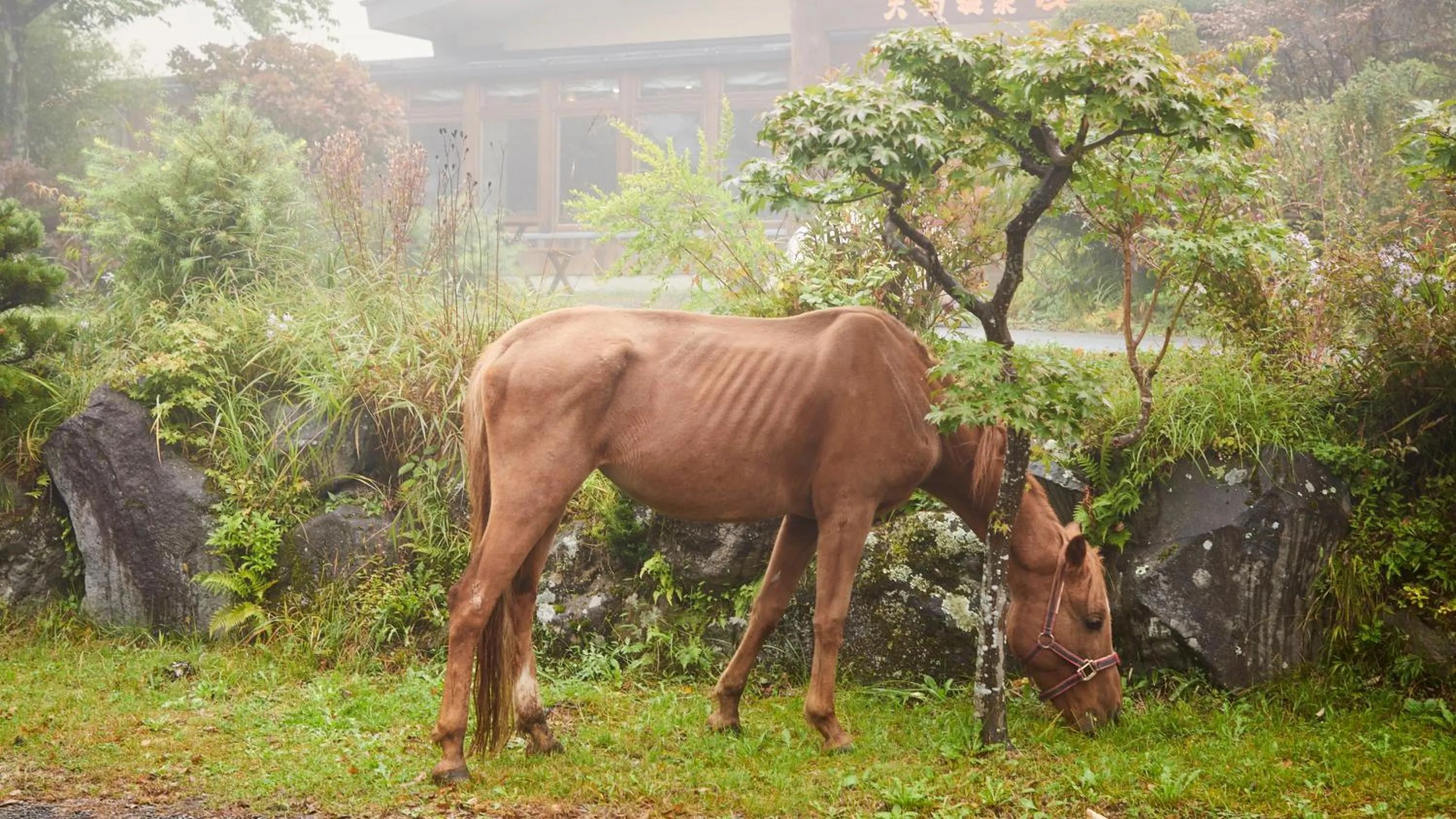 Horse-riding in Tengu Onsen Asama Sanso