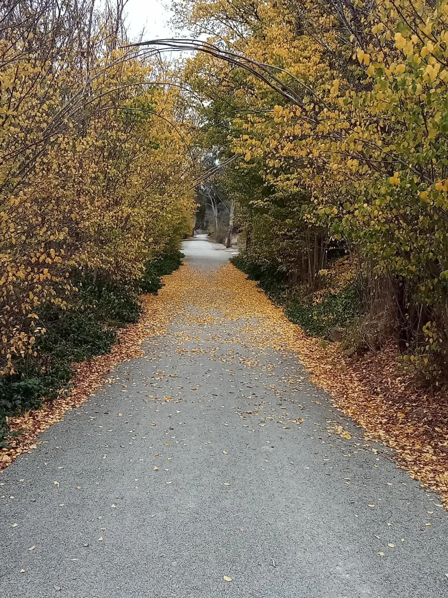 Day in Riesling Trail & Clare Valley Cottages