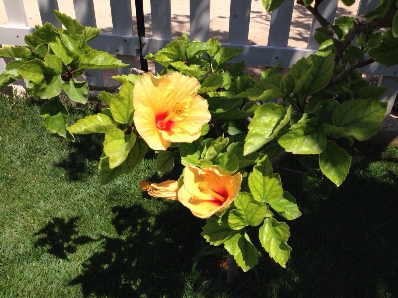 Garden in La Casa del Limoneto