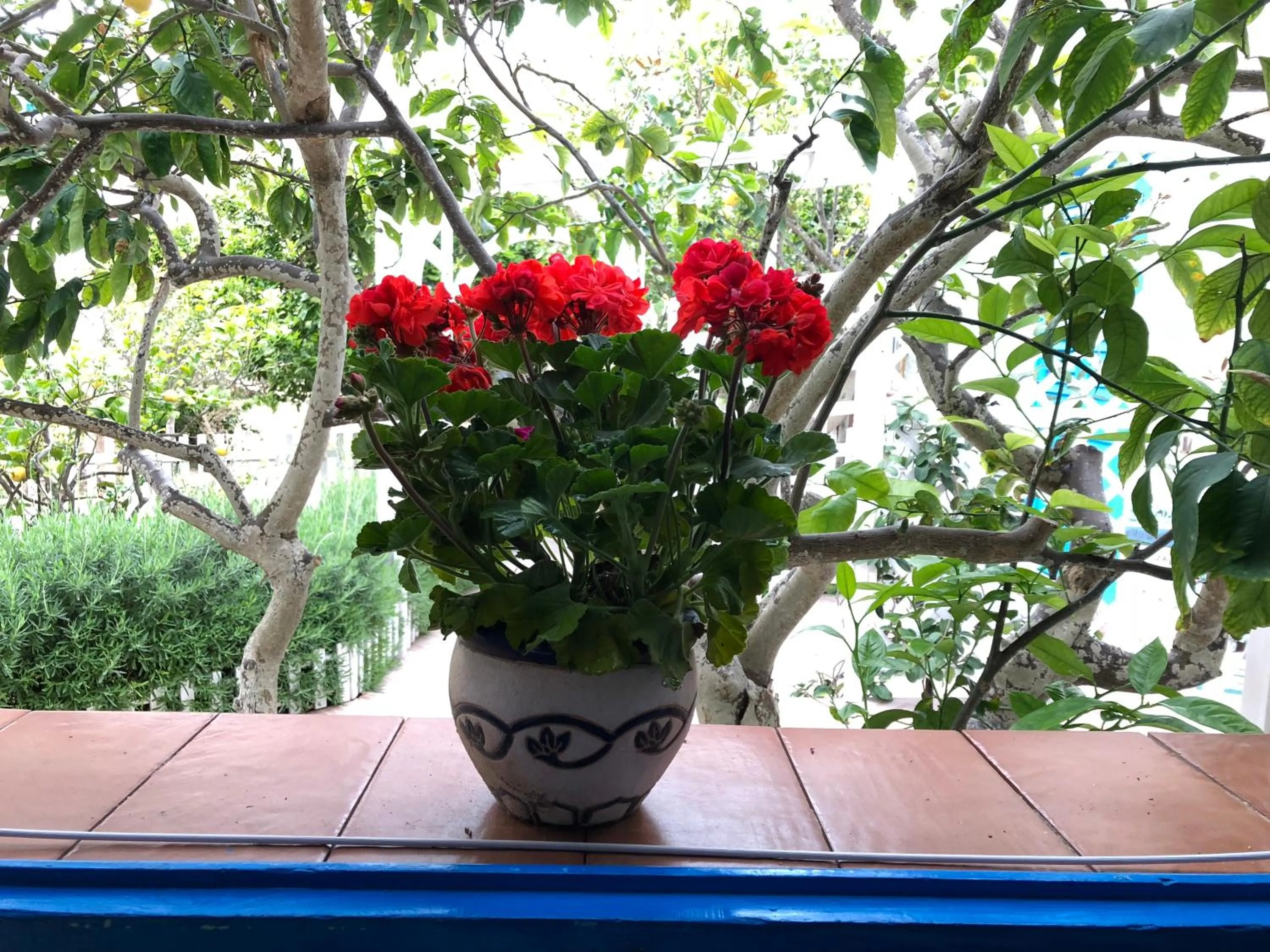 Garden view in La Casa del Limoneto