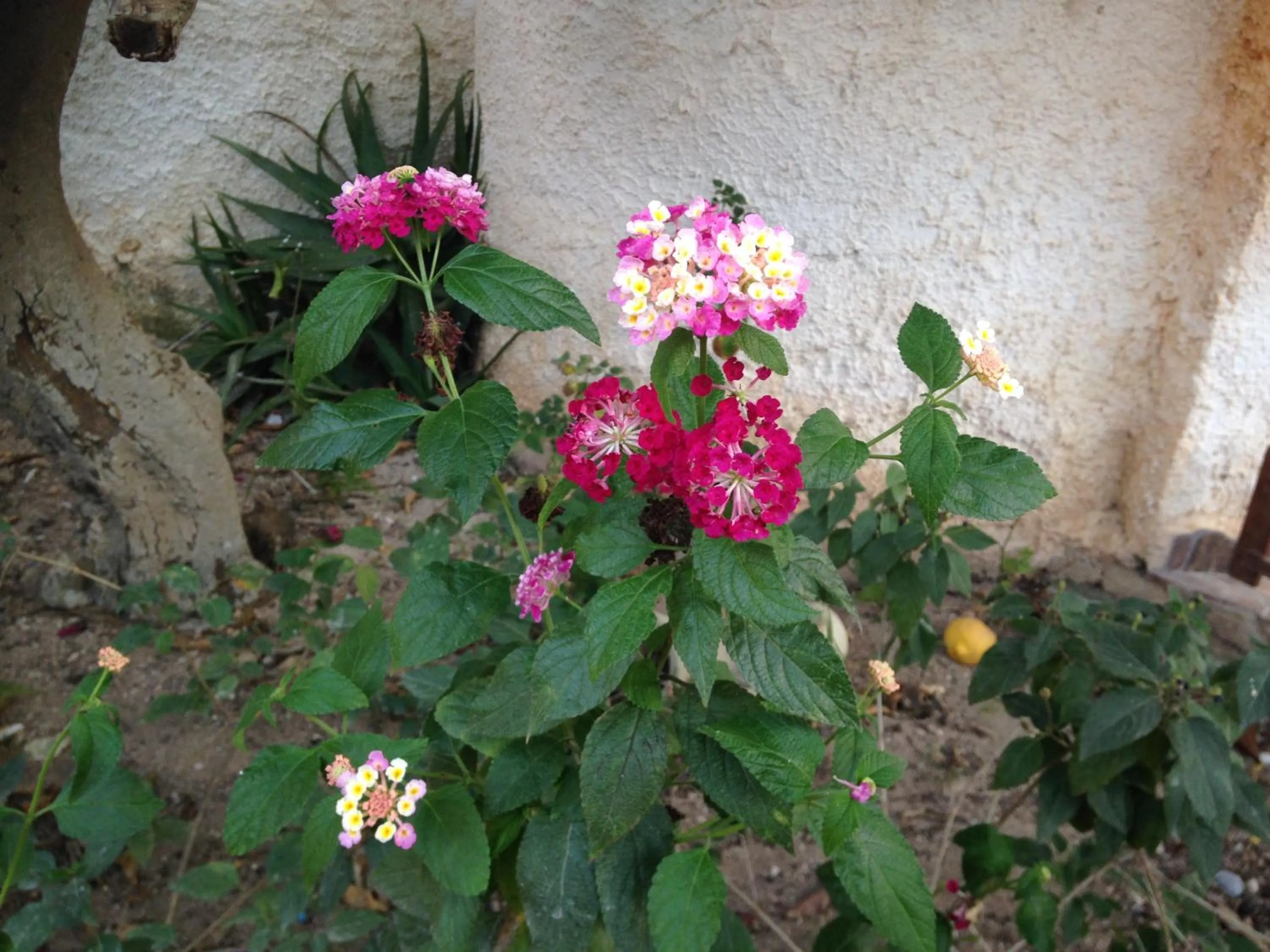 On site in La Casa del Limoneto