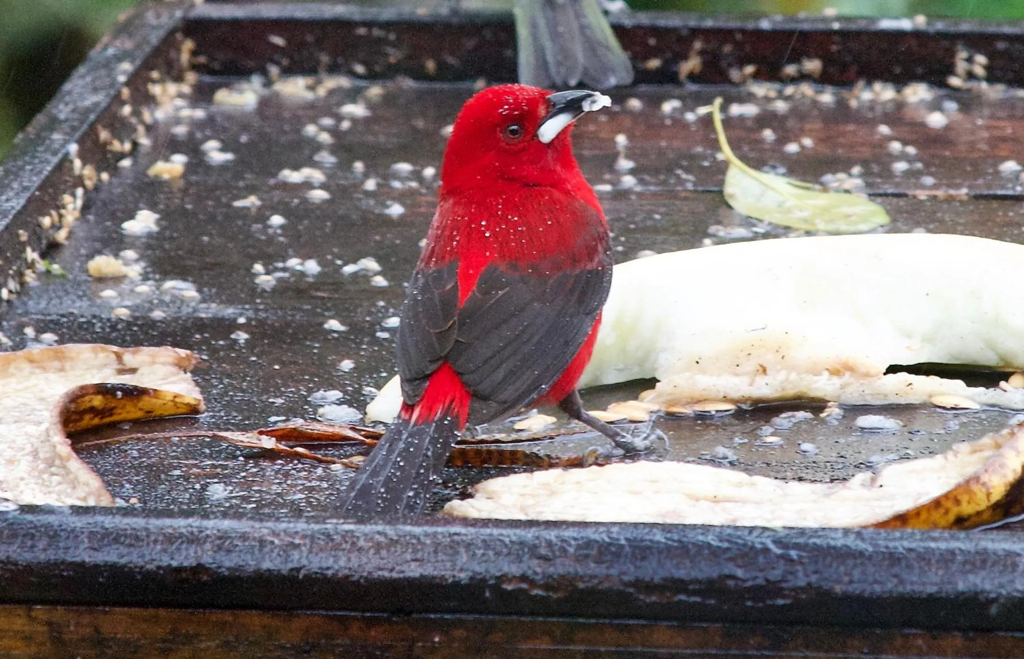 Garden in Sitio Namaste Paraty