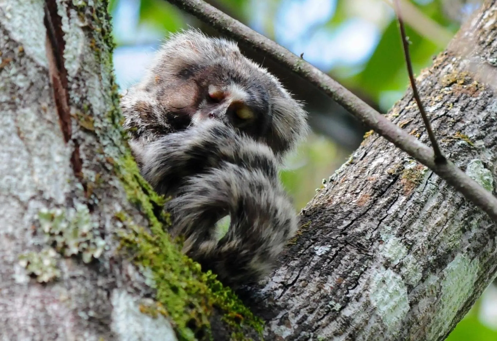 Garden in Sitio Namaste Paraty