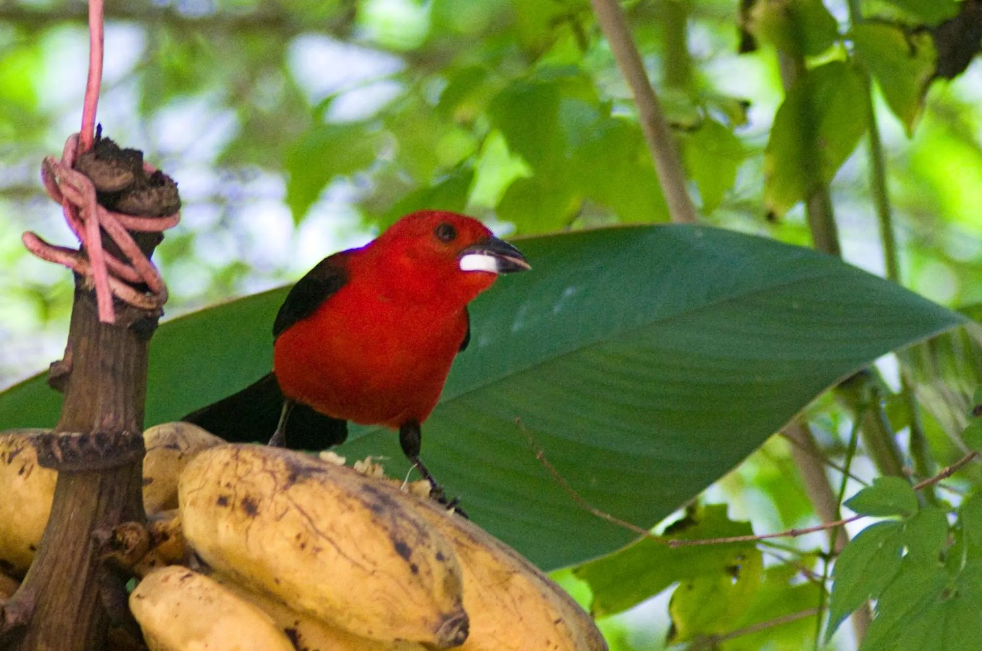 Animals in Sitio Namaste Paraty