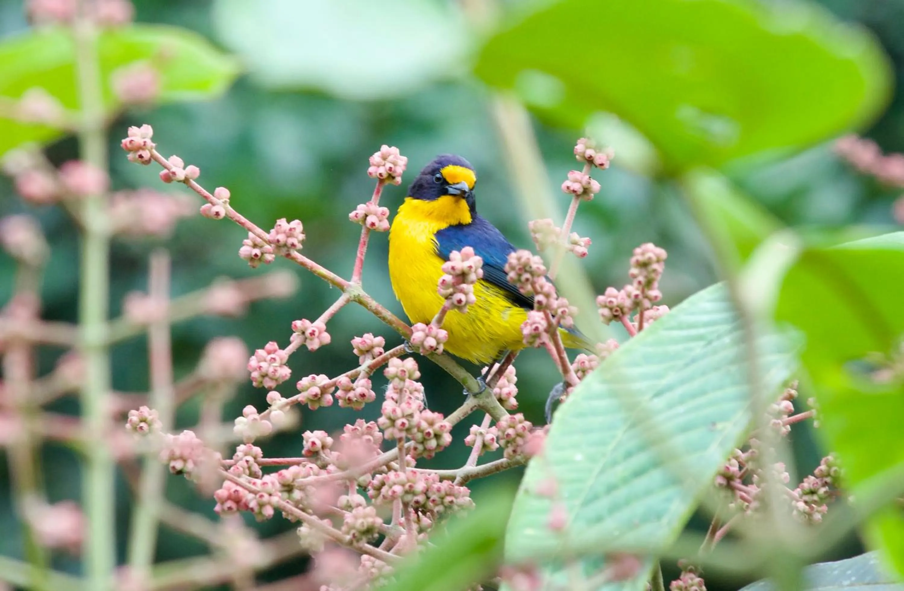 Garden in Sitio Namaste Paraty