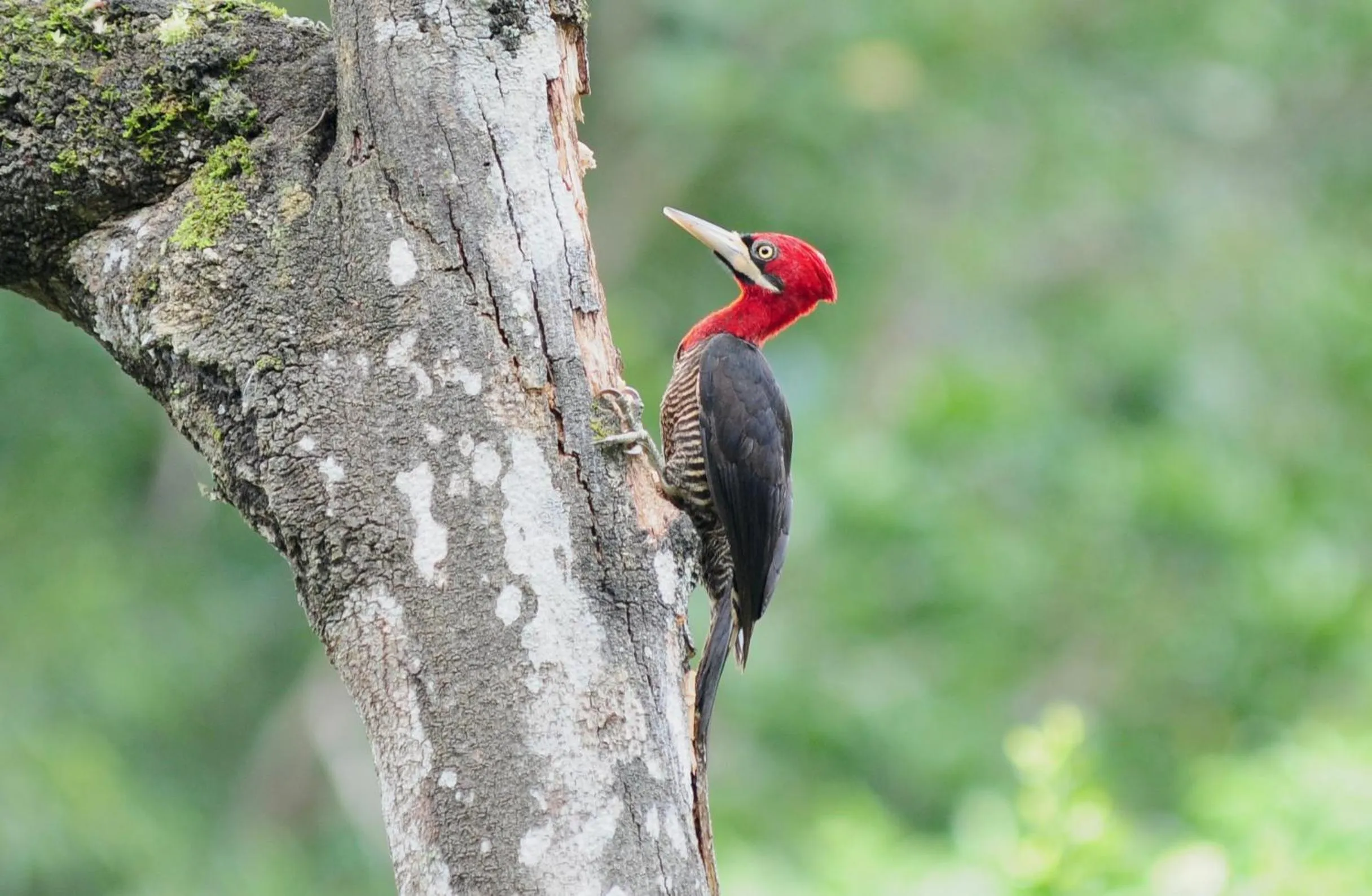Garden in Sitio Namaste Paraty