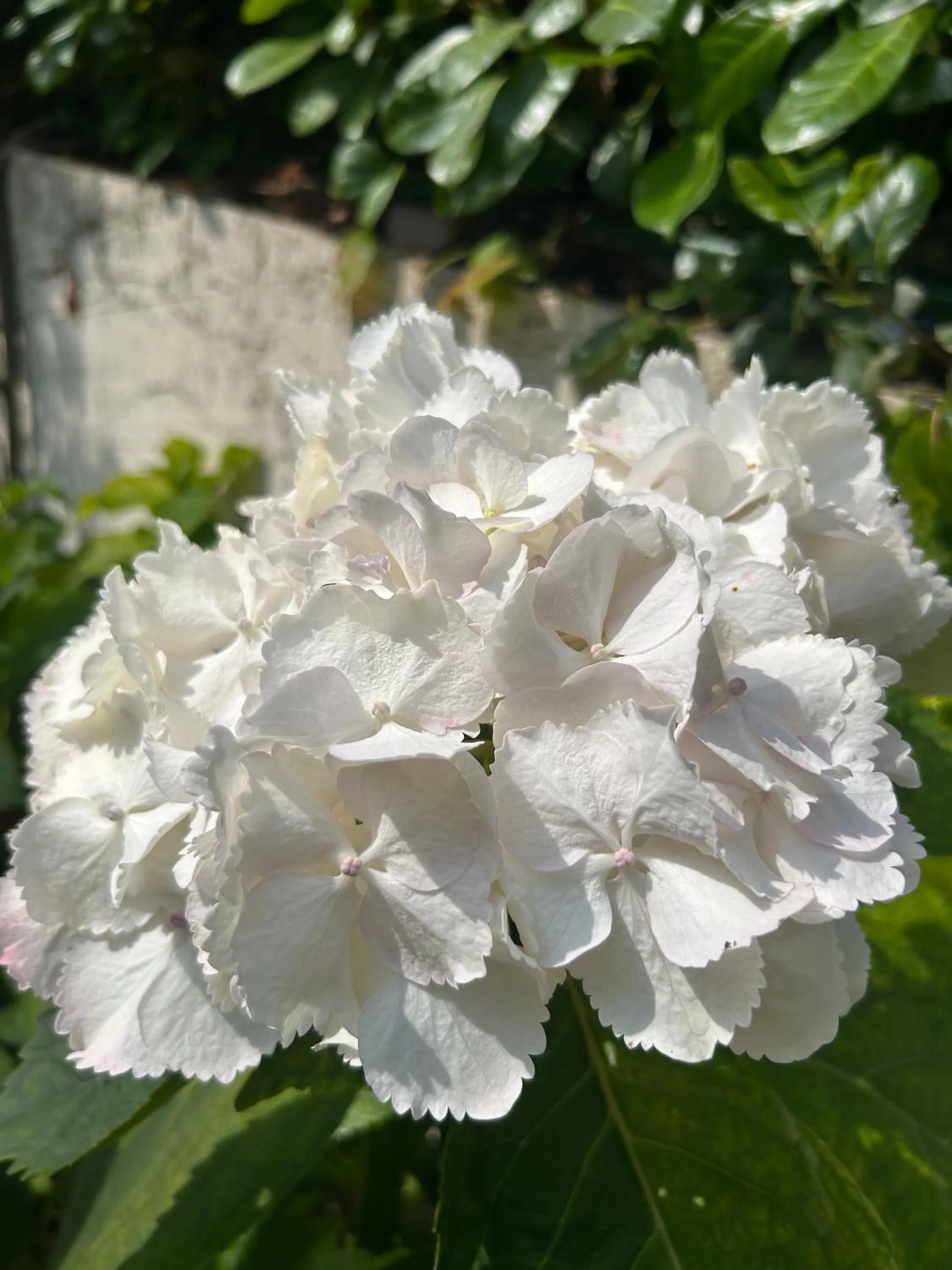 Garden in Residenza Ambrogi