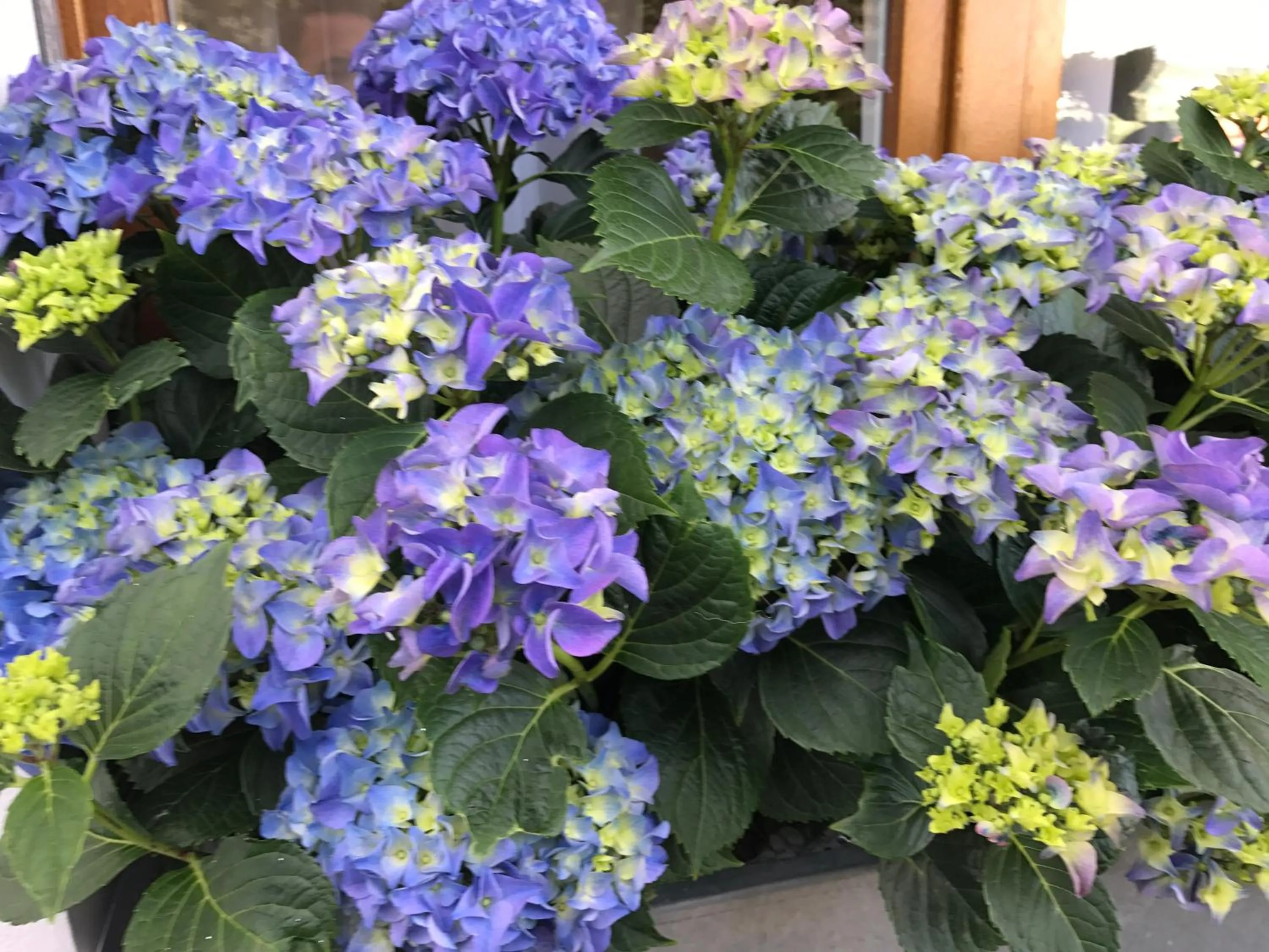 Garden view in Residenza Ambrogi