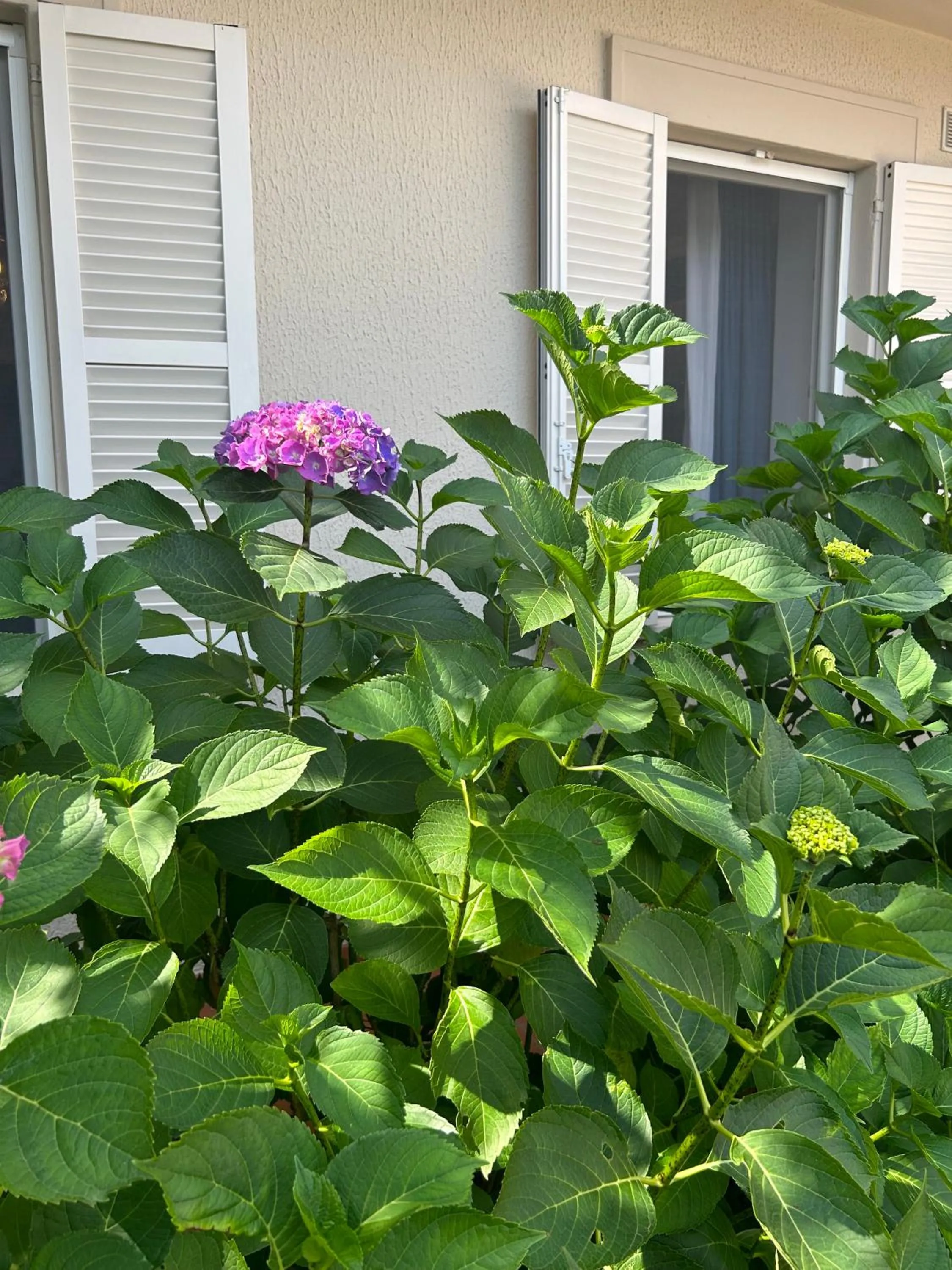 Garden in Residenza Ambrogi