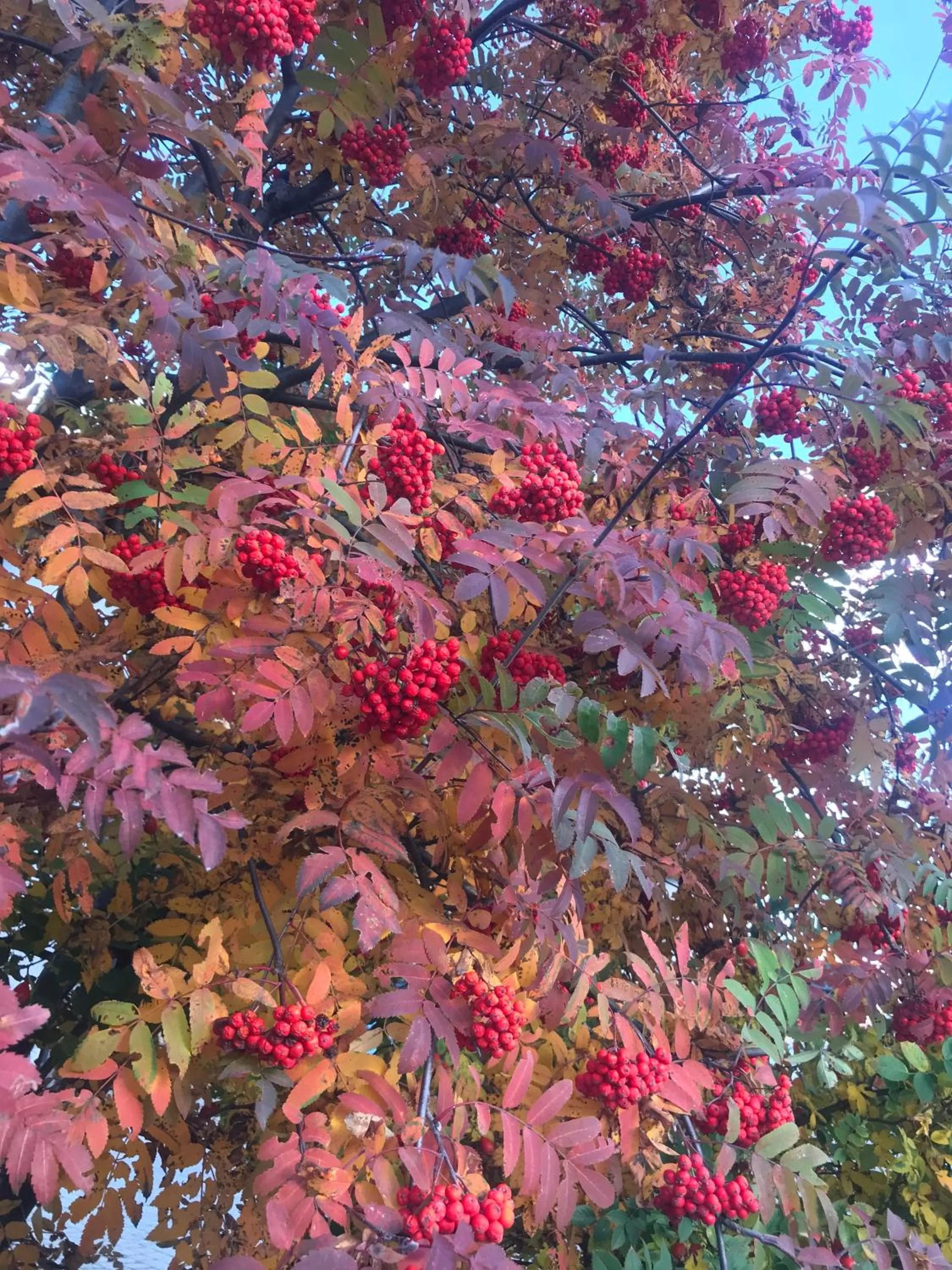 Garden in Residenza Ambrogi
