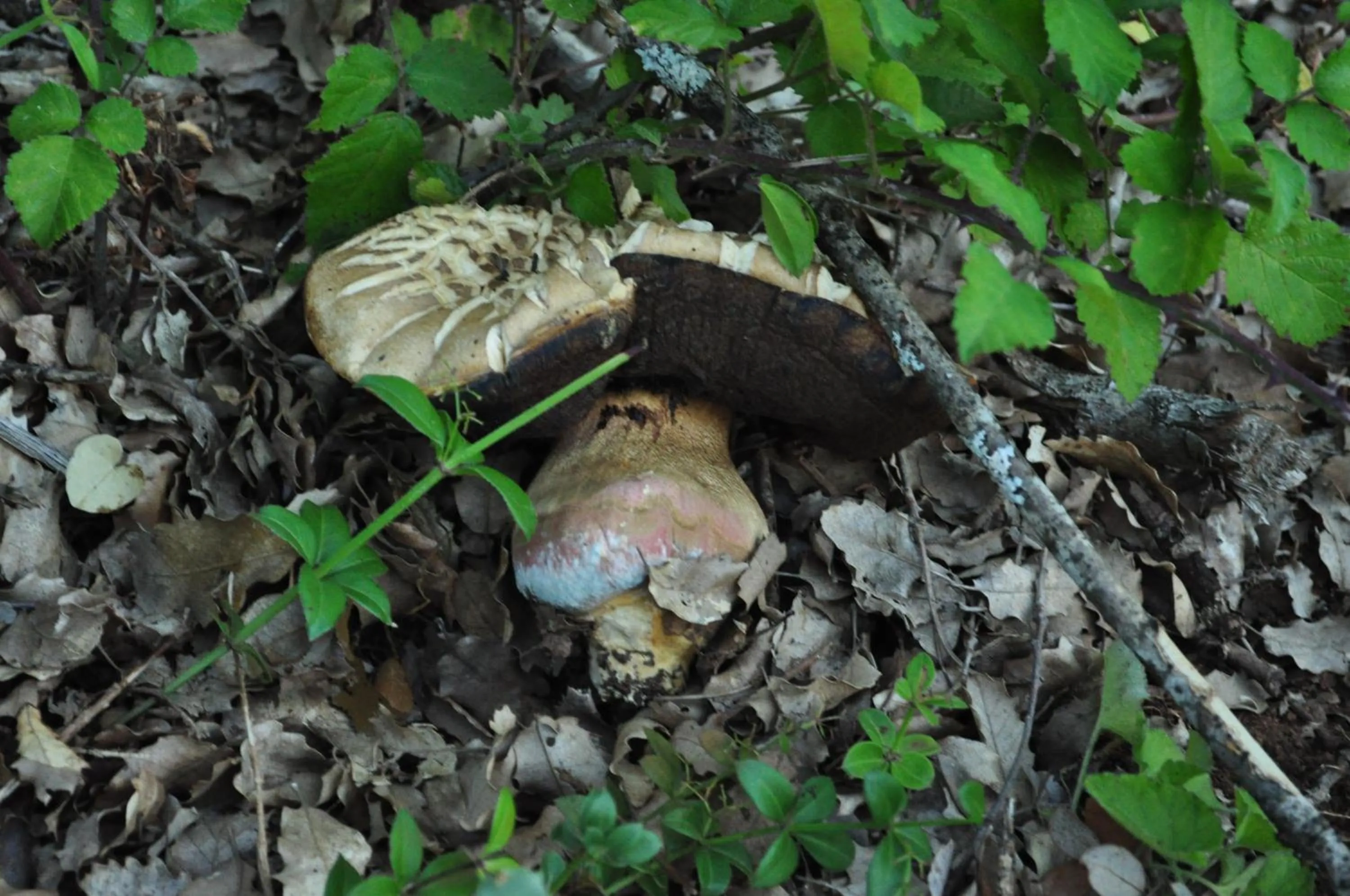 Entertainment in La Cabala de Ibeas
