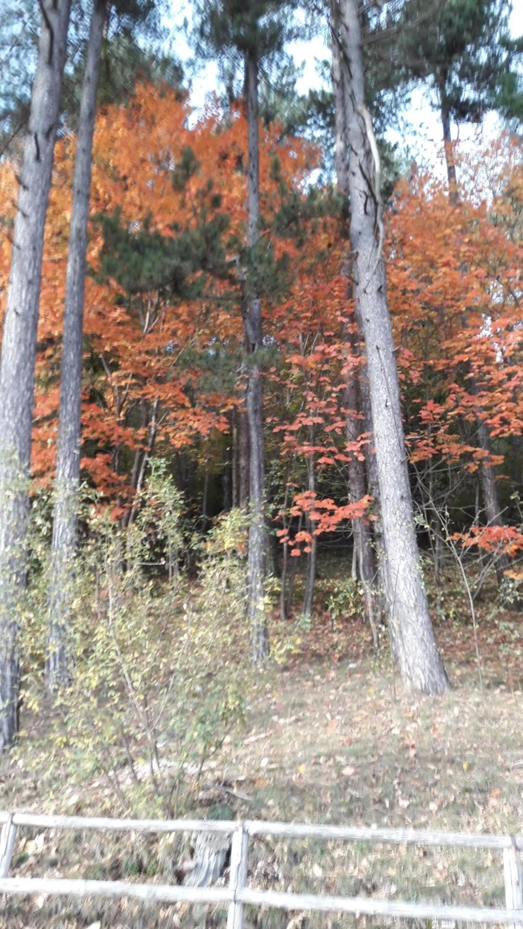 Natural landscape in Dulcamara