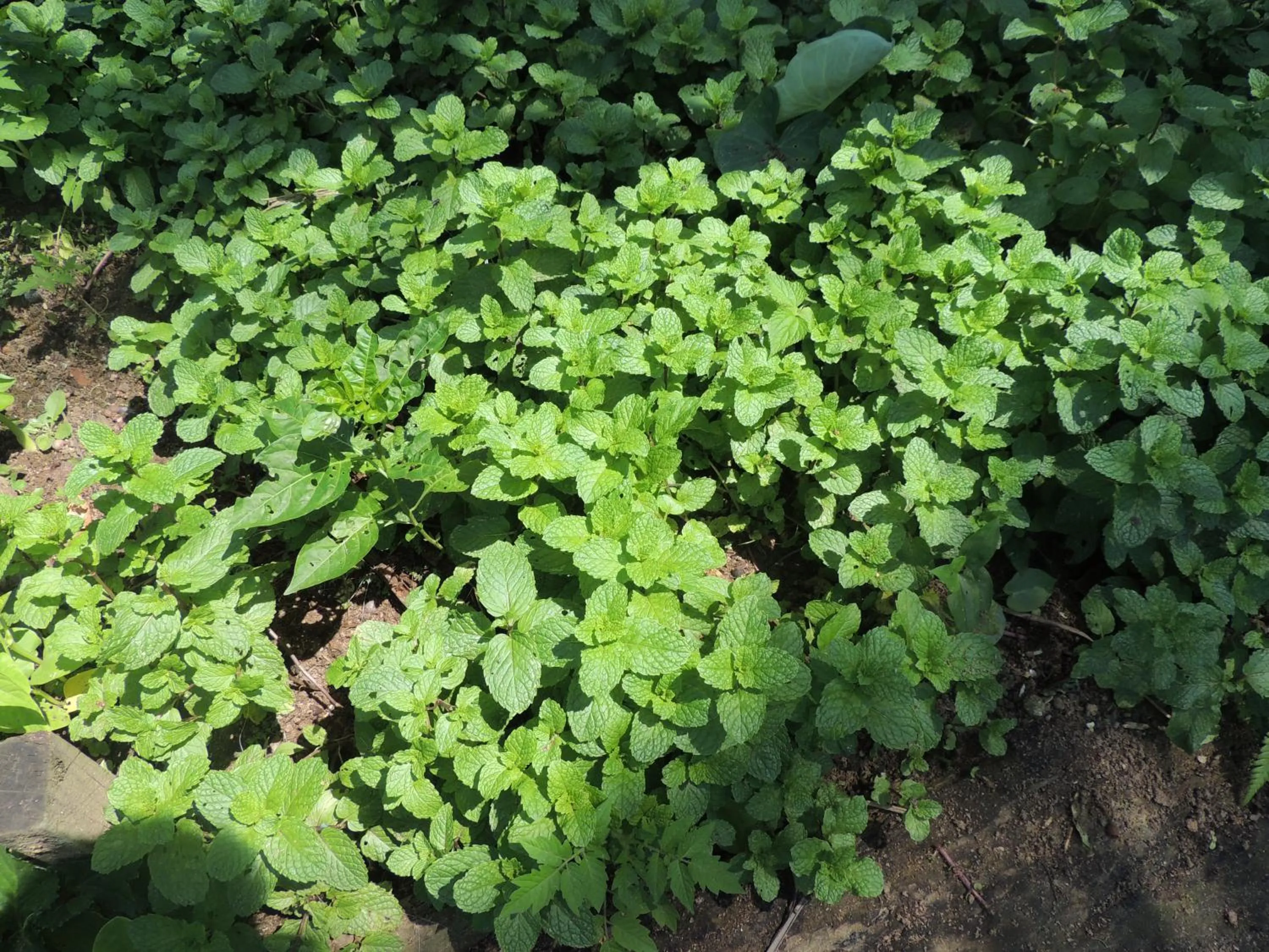 Garden in Eco Hostel Organic Life