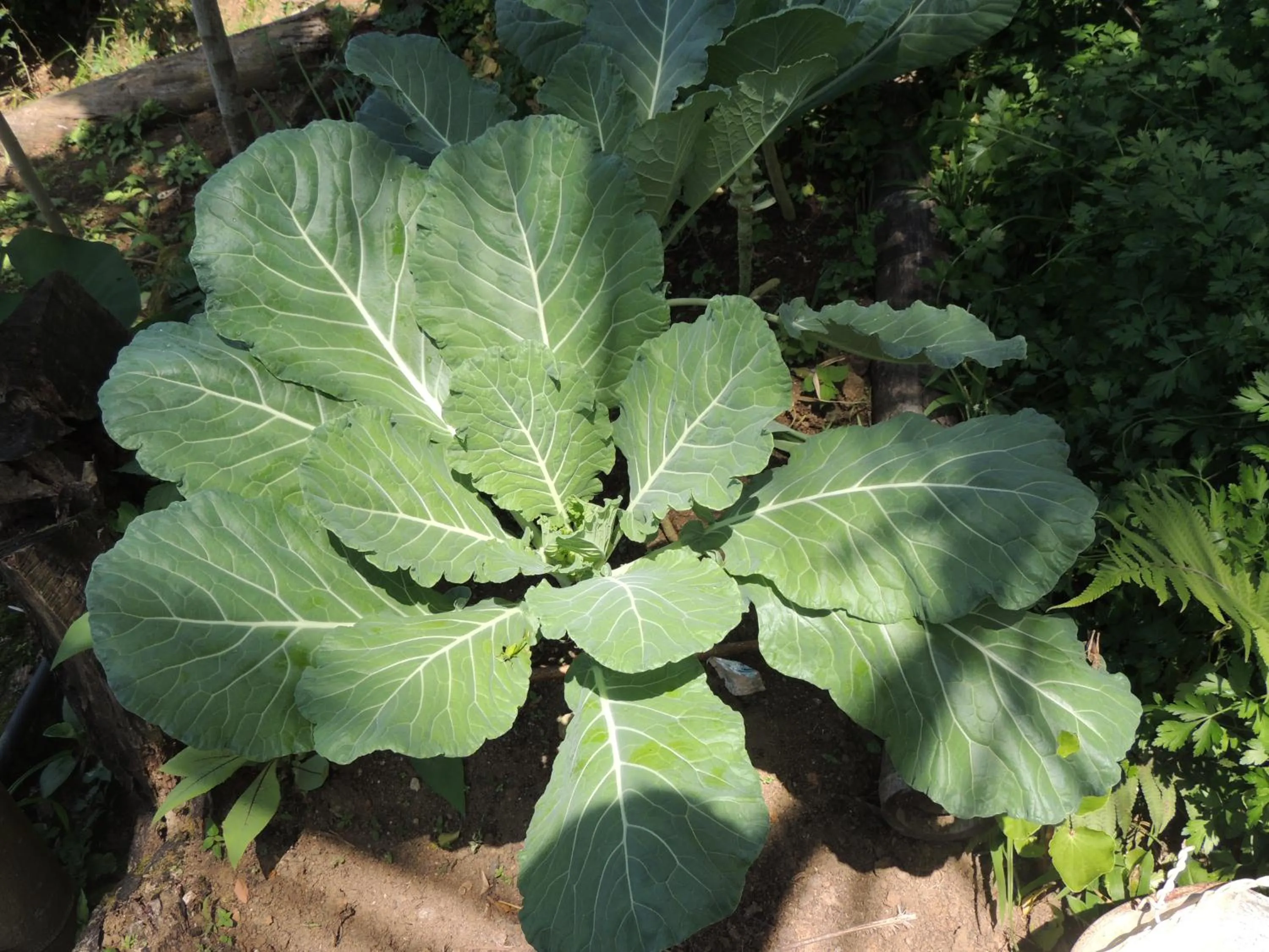 Garden in Eco Hostel Organic Life