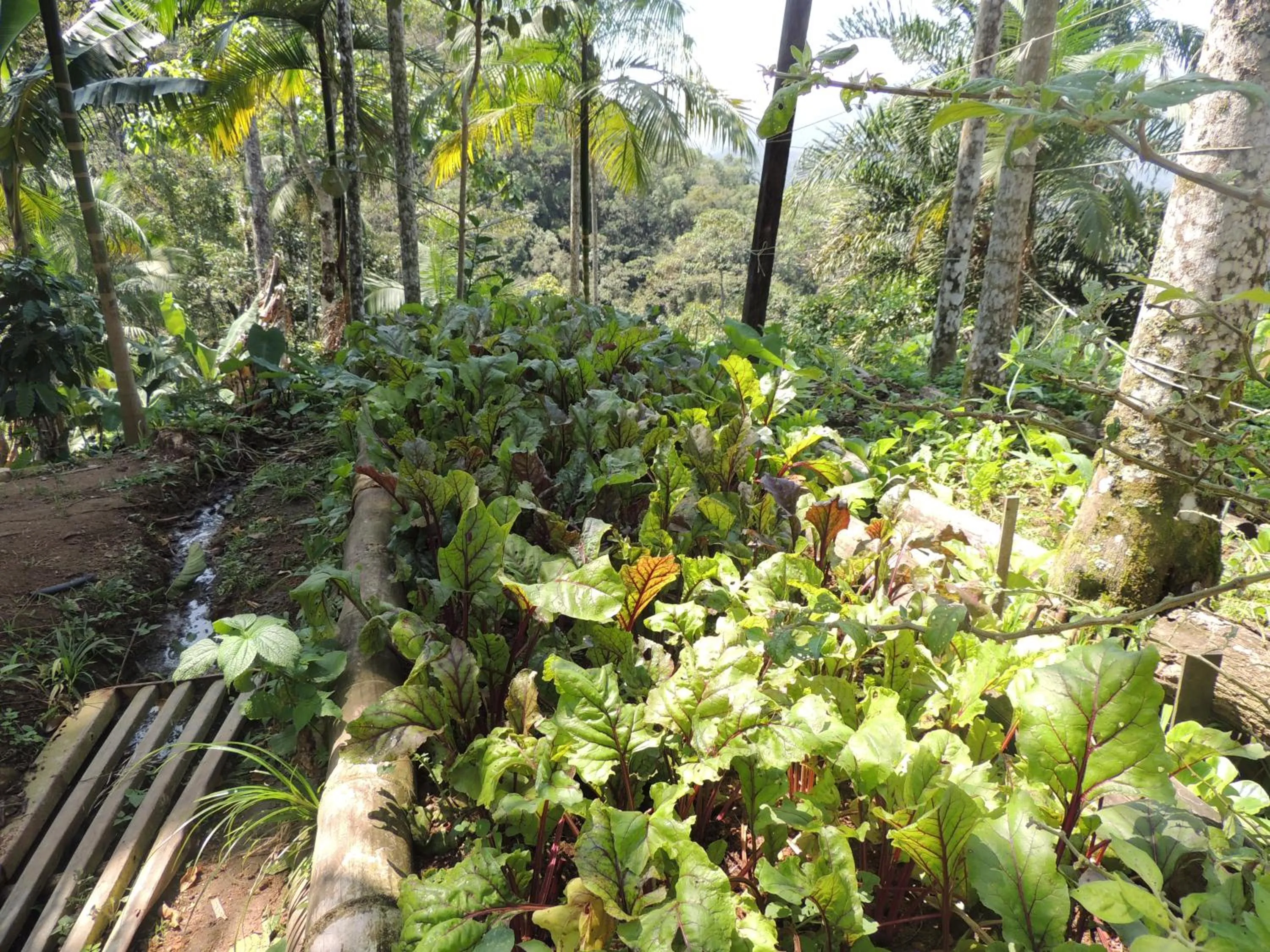 Garden in Eco Hostel Organic Life