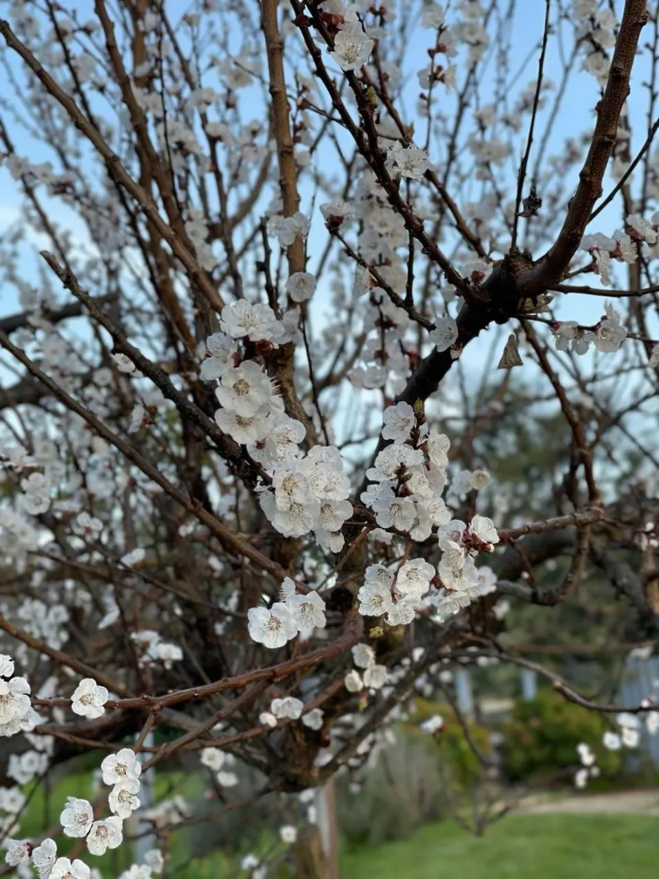 The Highlander Motel - 24HR Check In