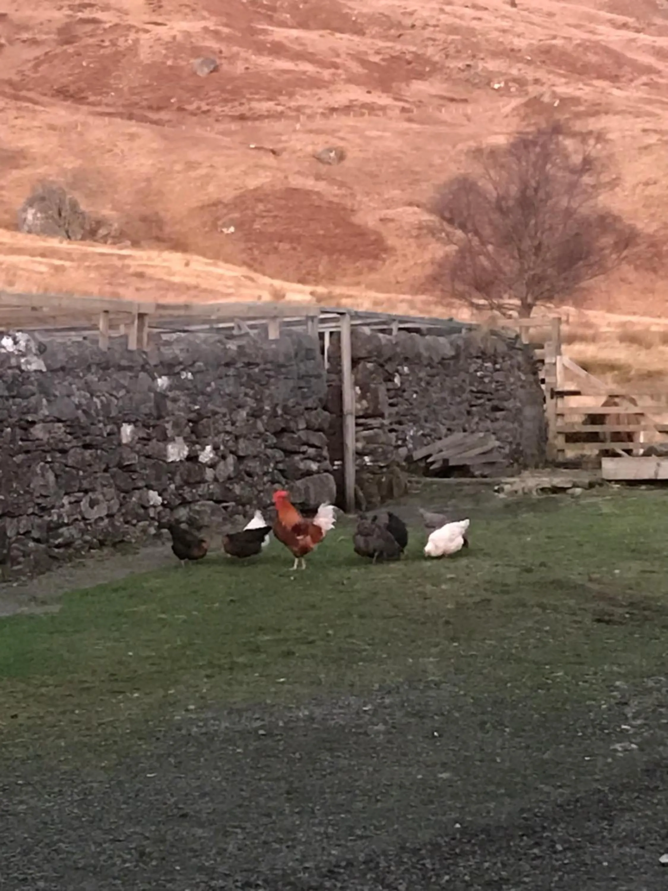 Pets in Garrison Farm with Hot Tub