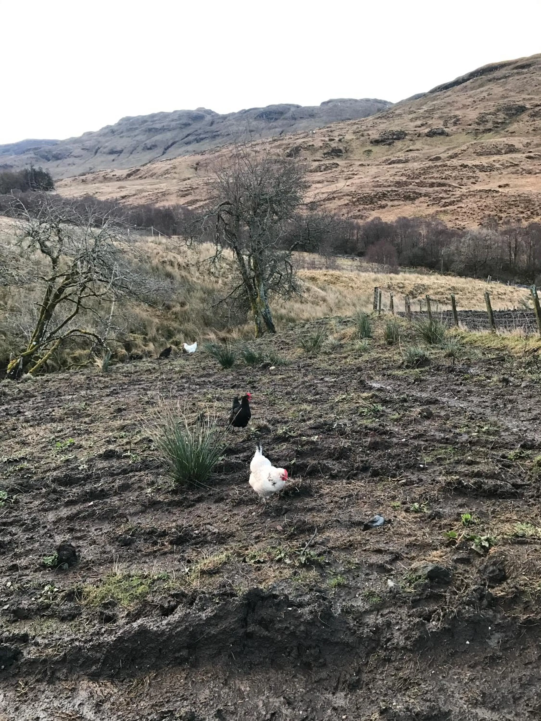 Pets in Garrison Farm with Hot Tub