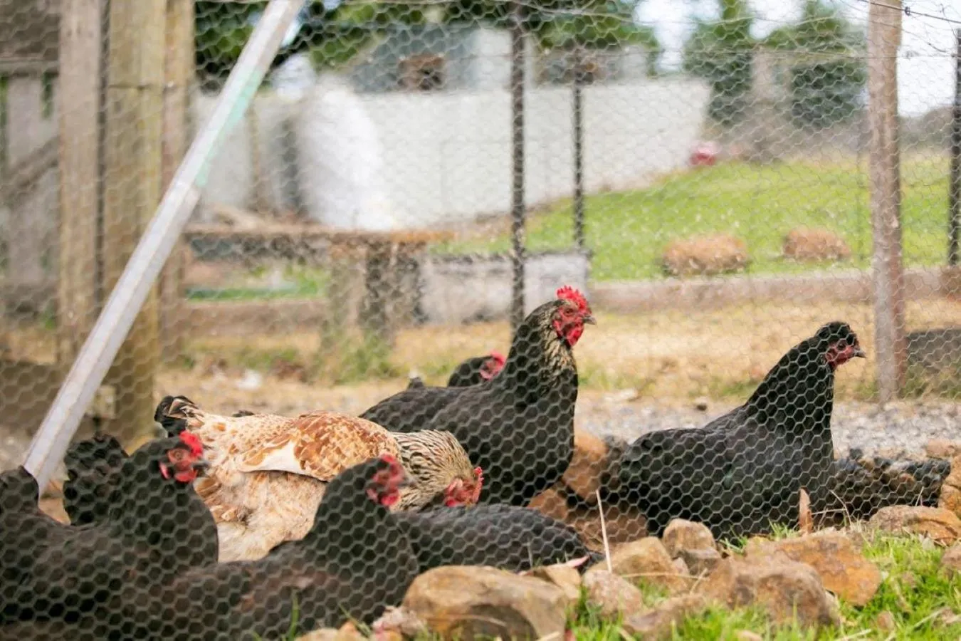 Pets in 3 Hills at The Good Place