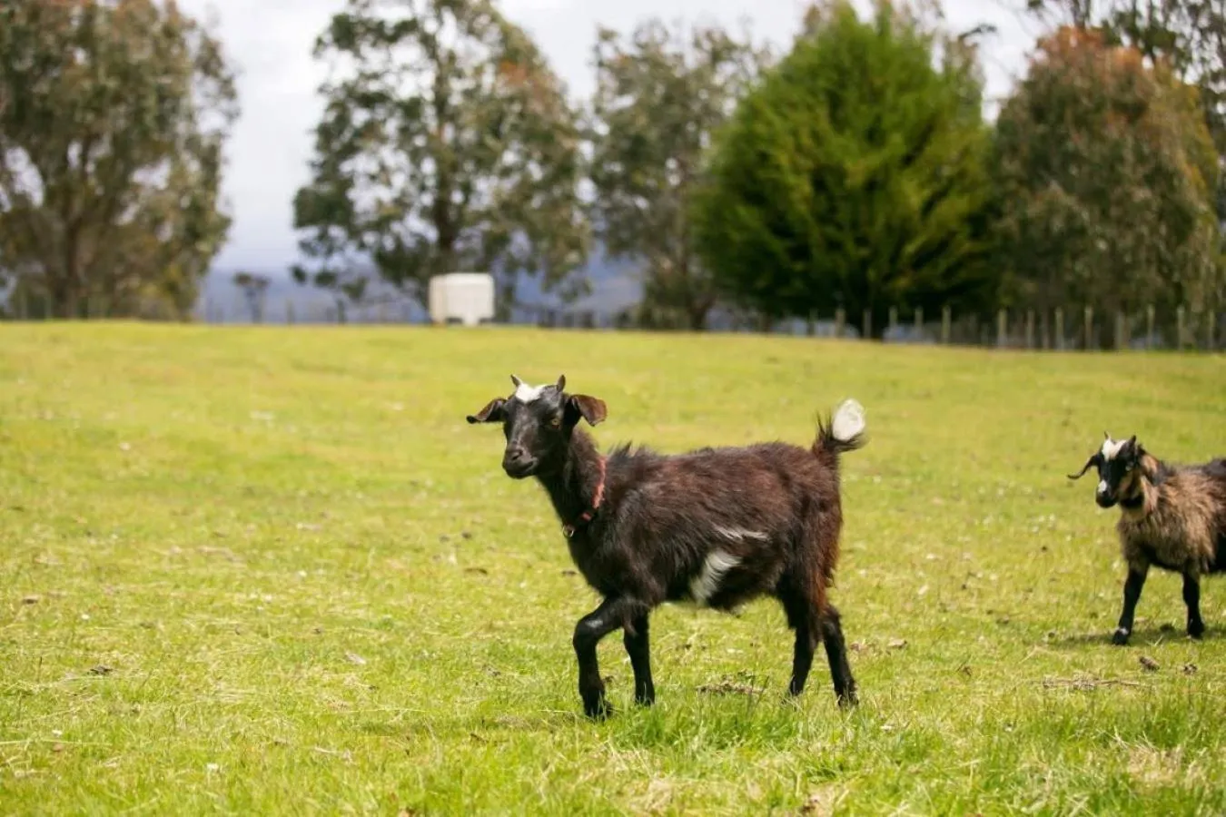 Pets in 3 Hills at The Good Place