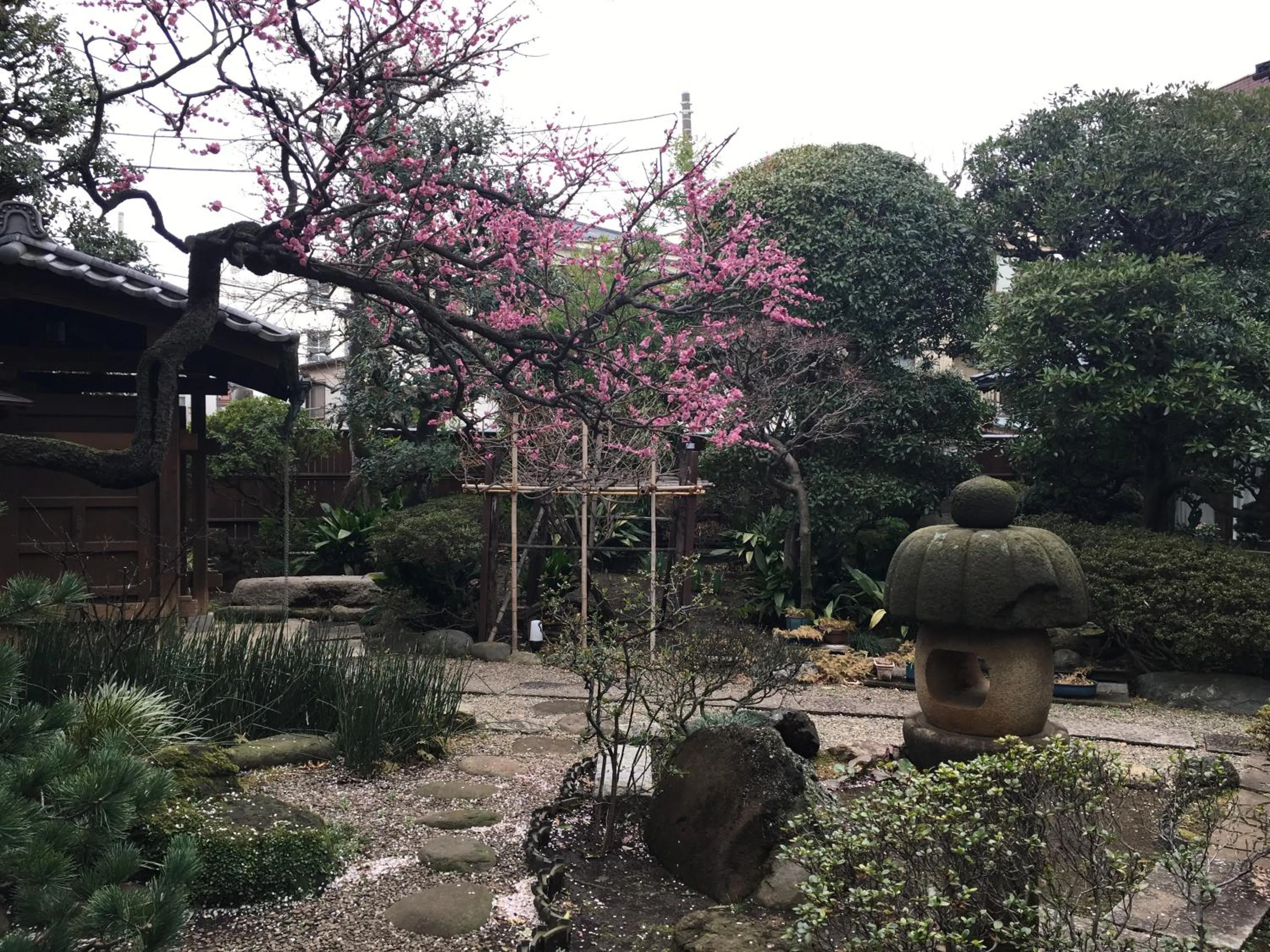 Garden view in Mokkoan