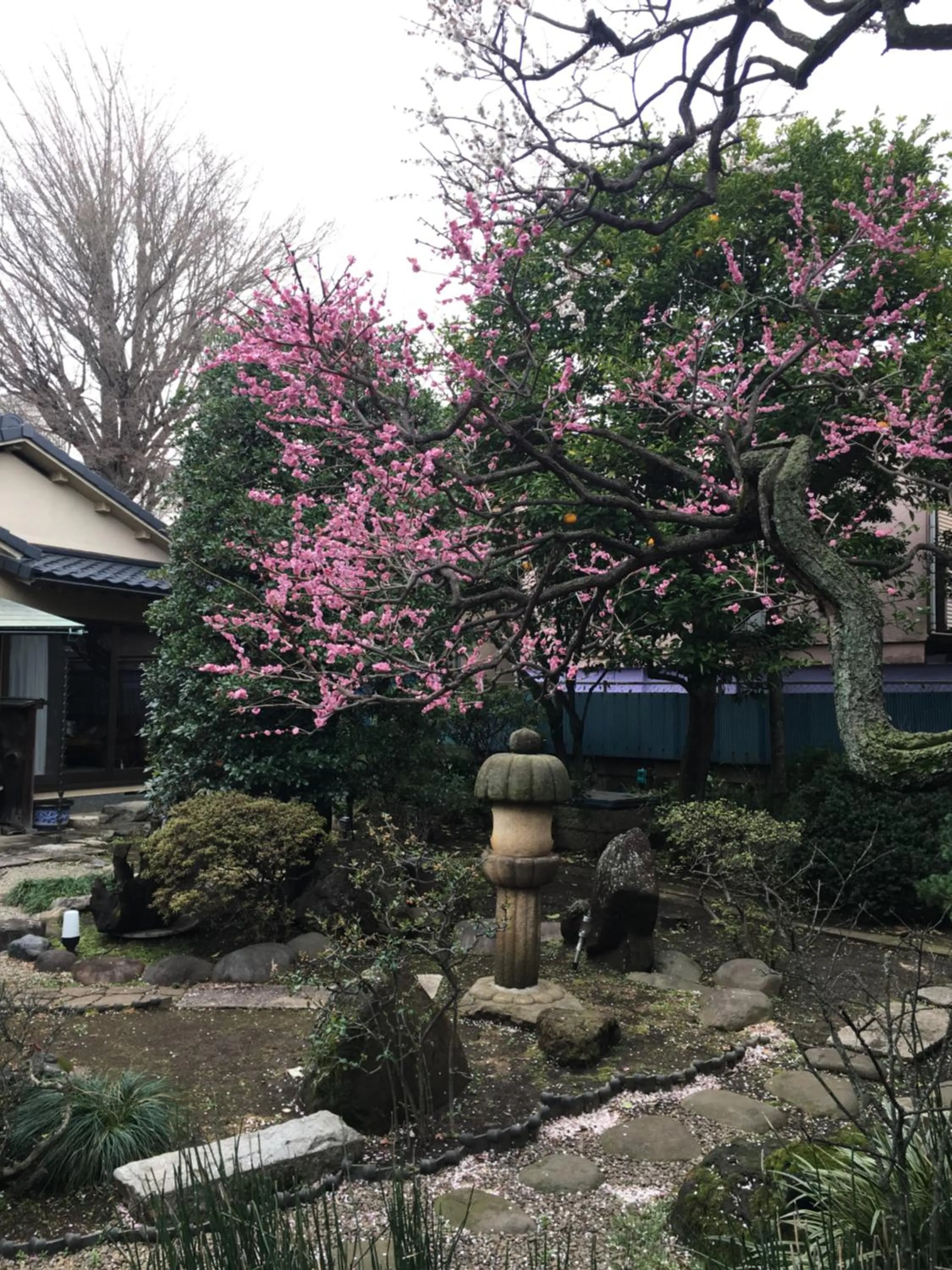 Garden view in Mokkoan