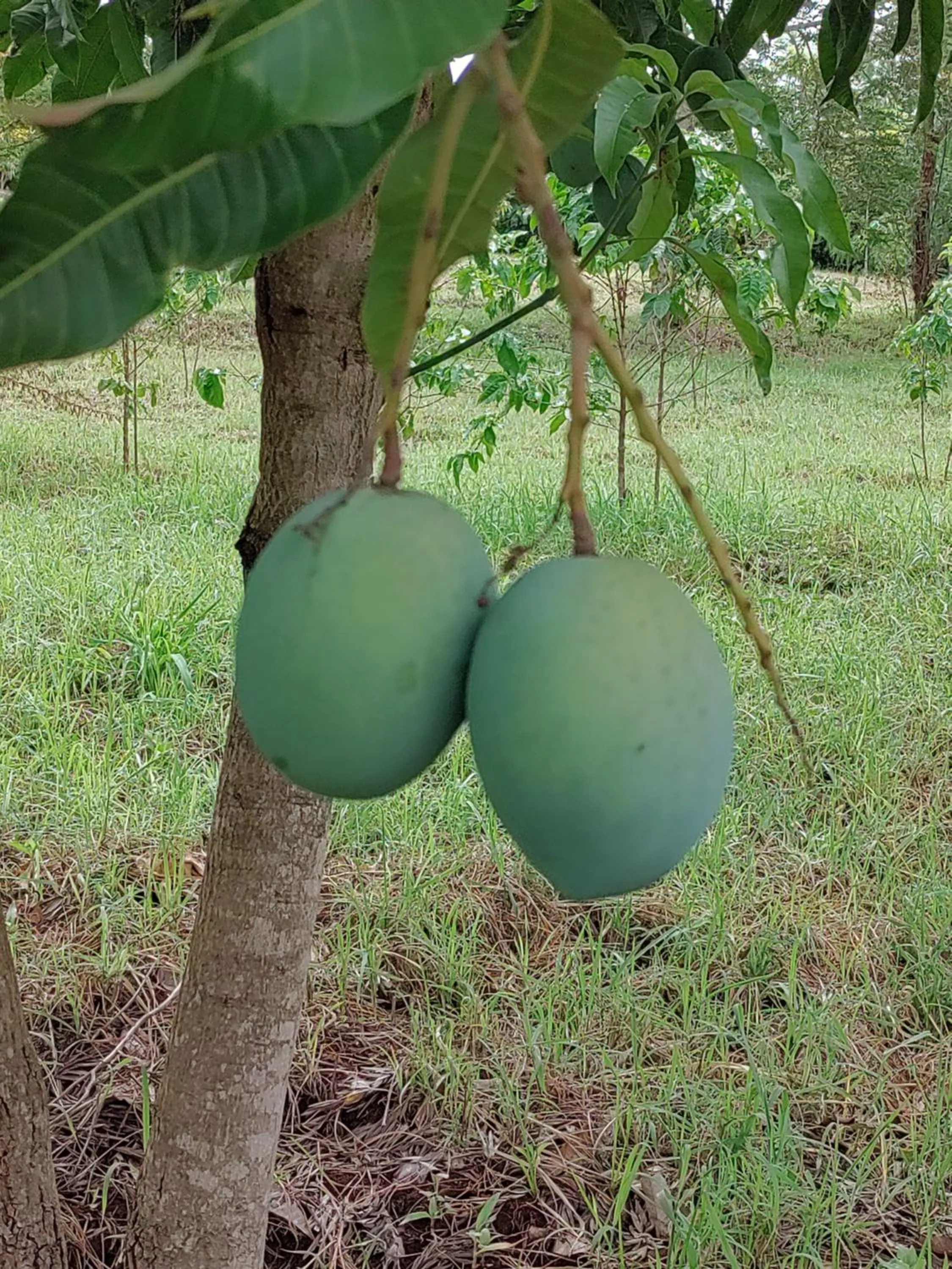 Garden in Tanzanice Farm Lodge