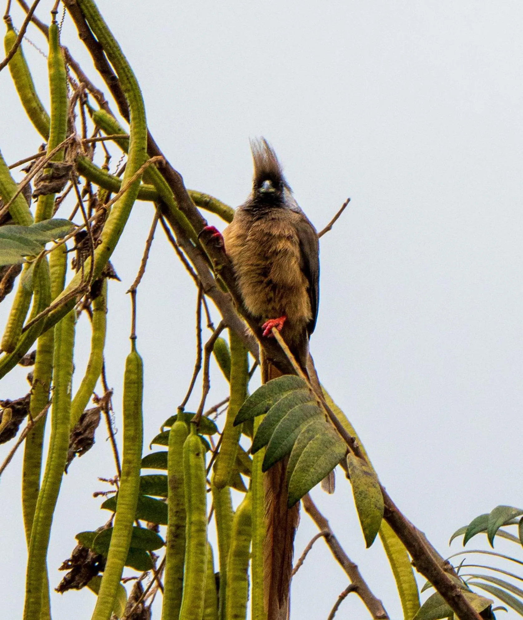 Garden in Tanzanice Farm Lodge